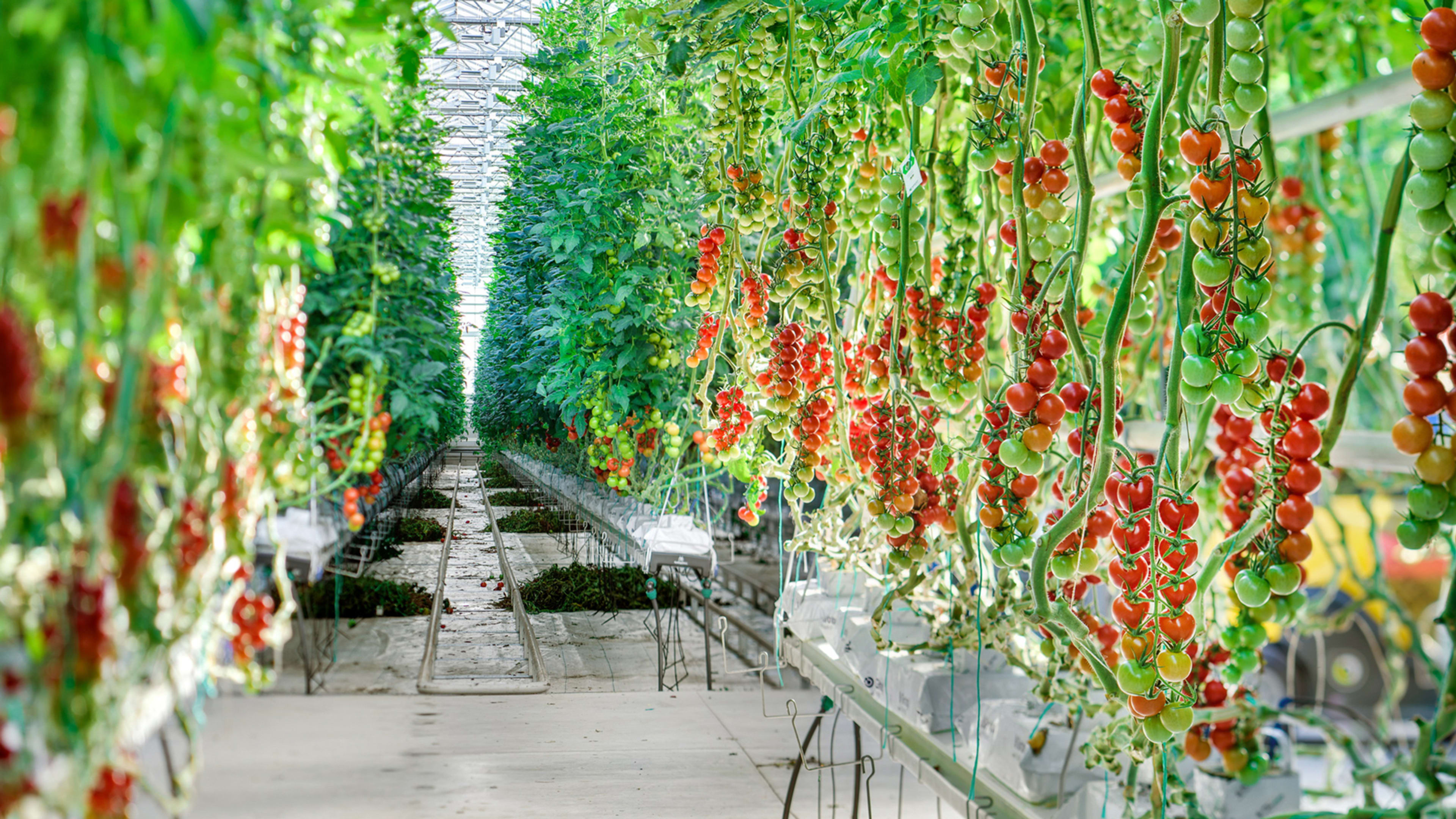 This Midwestern Greenhouse Has Perfected The Art Of Growing Quality Tomatoes Year-Round