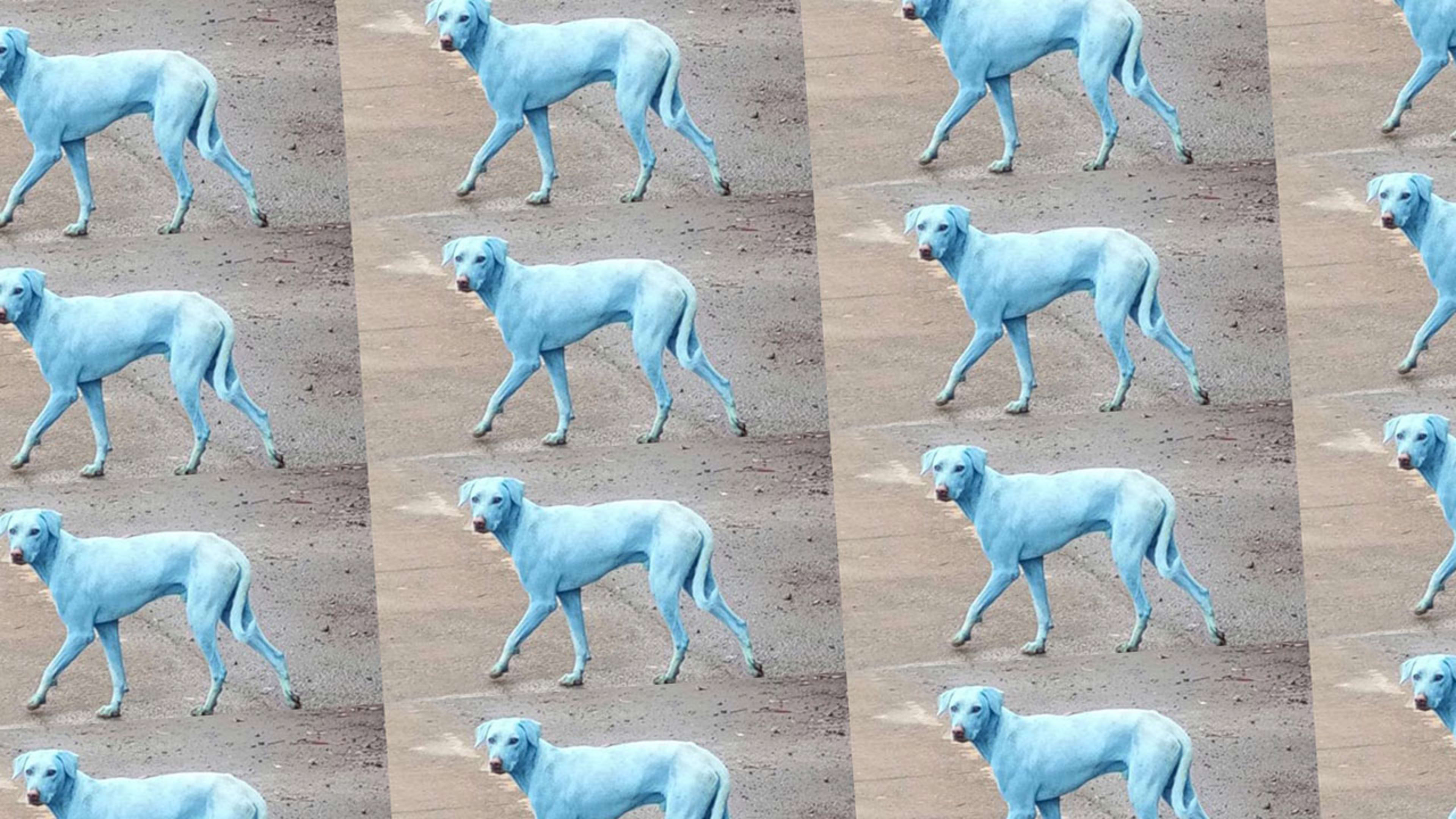 Illegal industrial dumping was turning dogs blue in Mumbai