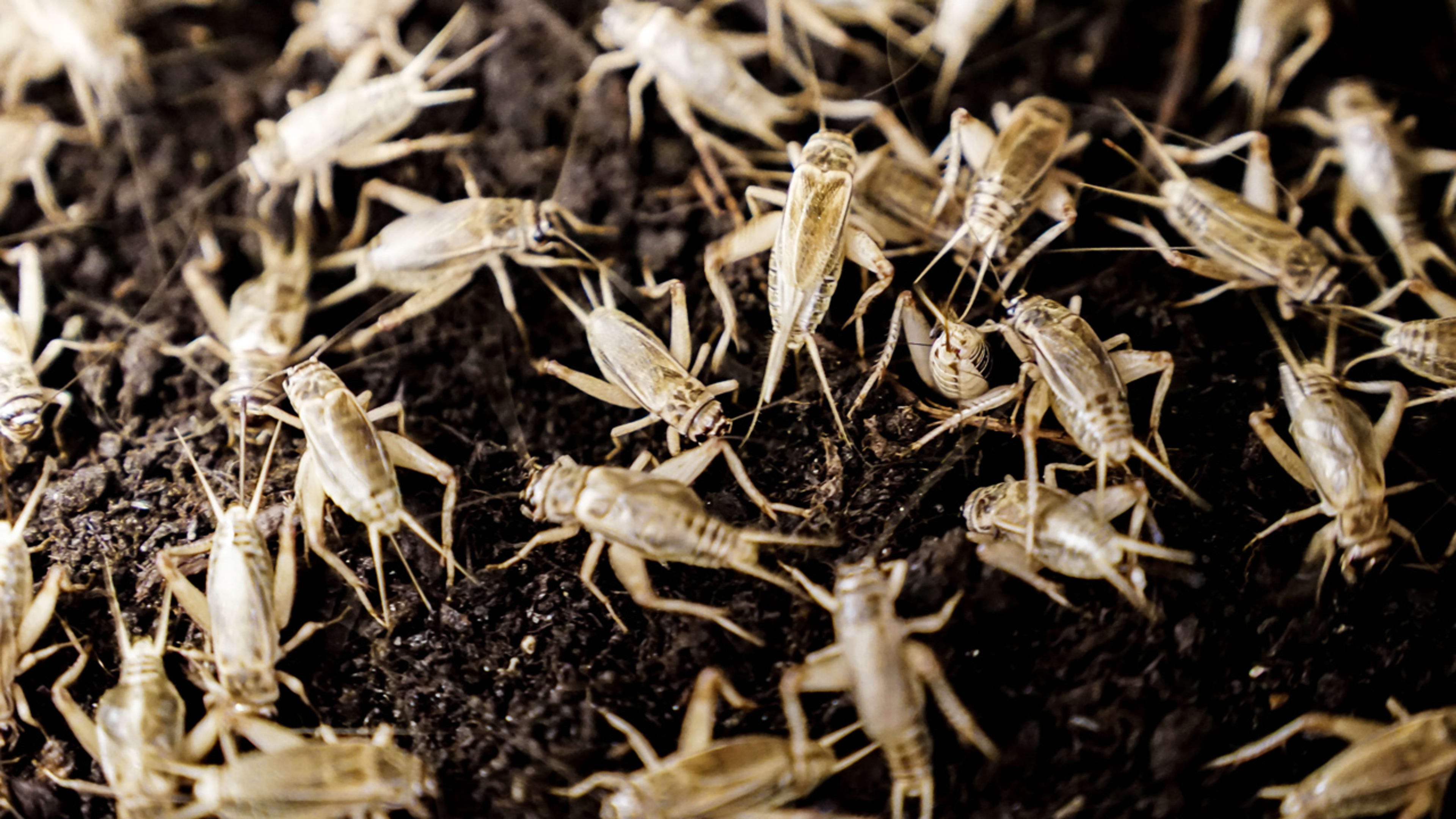 This Giant Automated Cricket Farm Is Designed To Make Bugs A Mainstream Source Of Protein