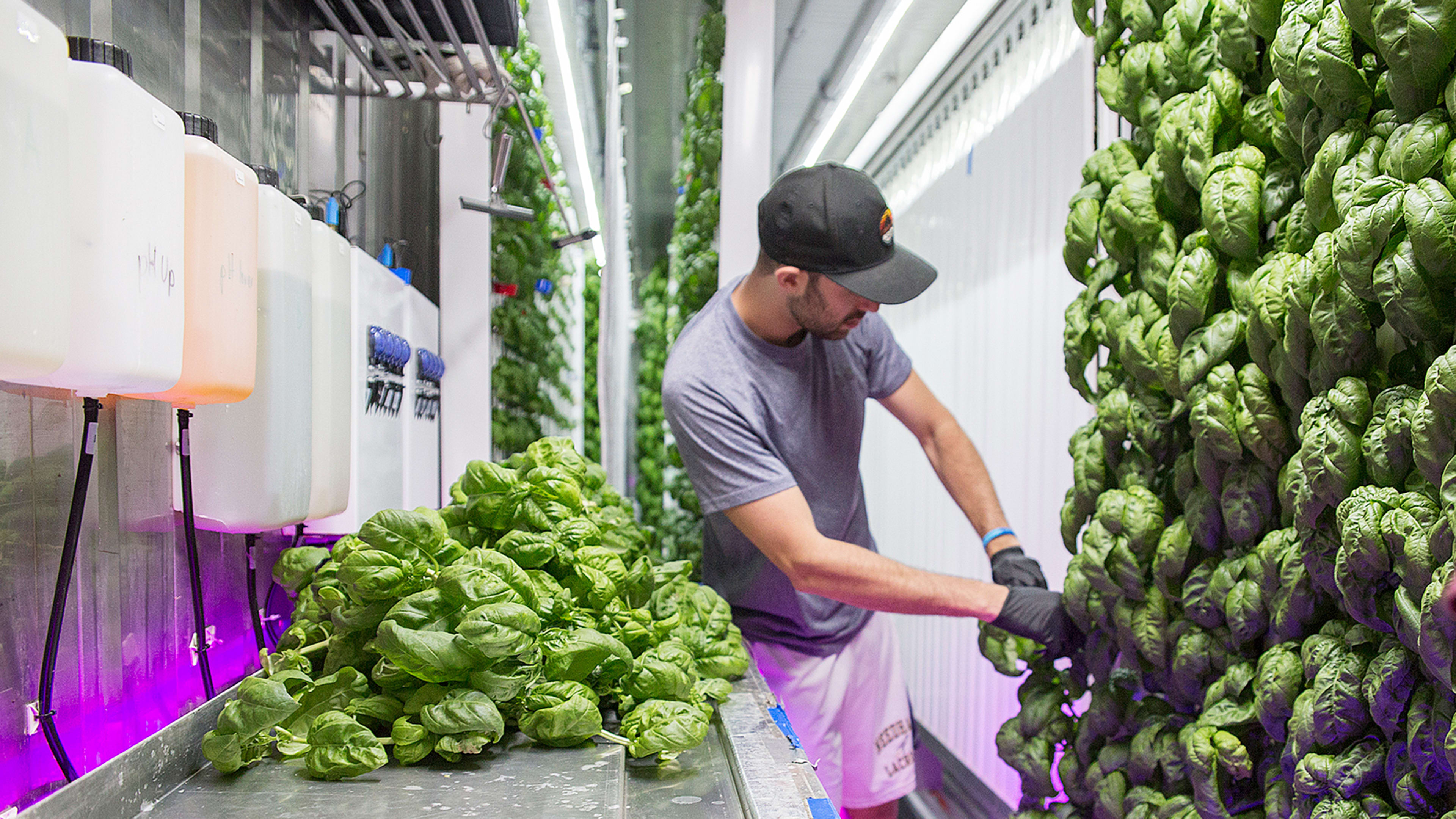 This Urban Farming Accelerator Wants To Let Thousands Of New Farms Bloom