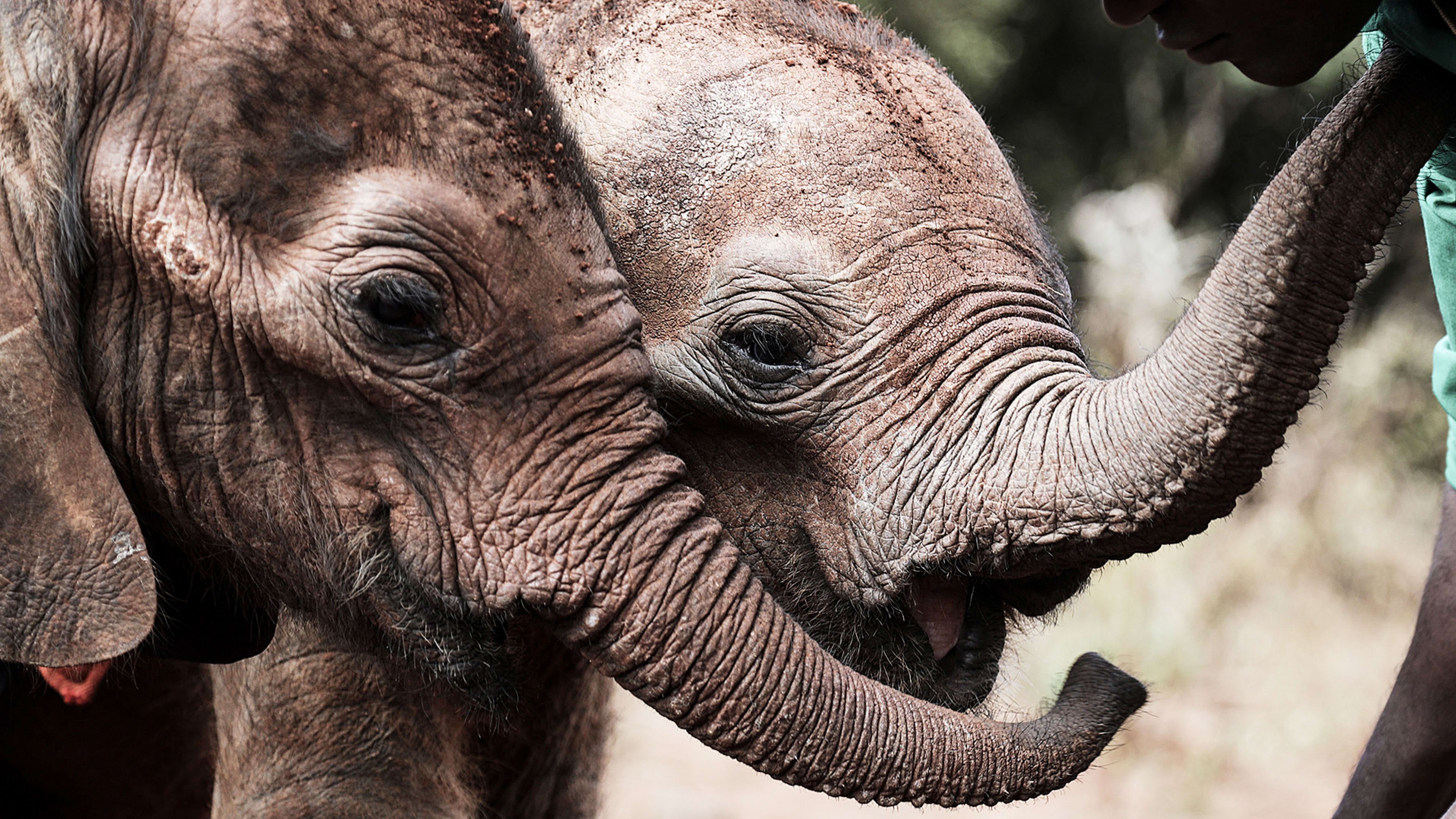This Website Translates English Into “Elephant”