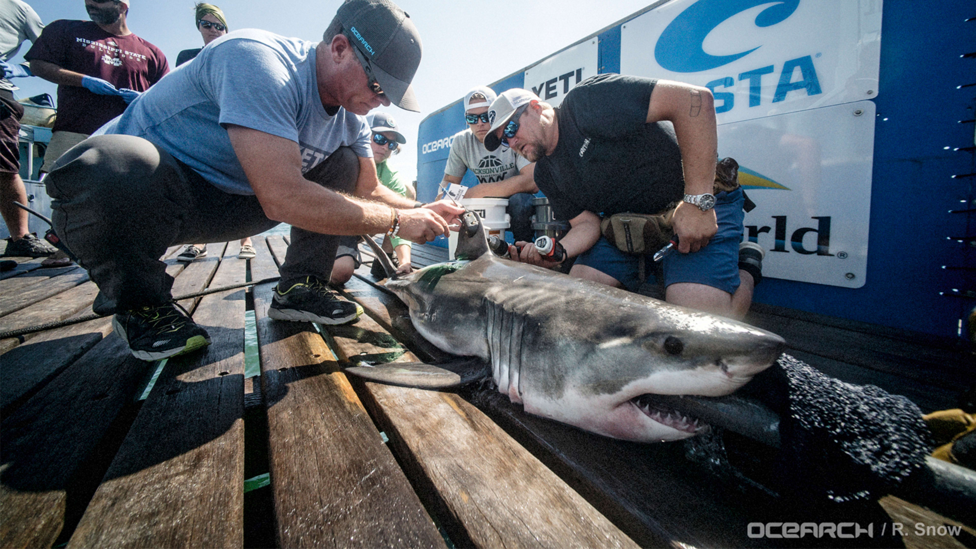 This Team Is Saving Sharks And Aging Bourbon–On The Same Ship