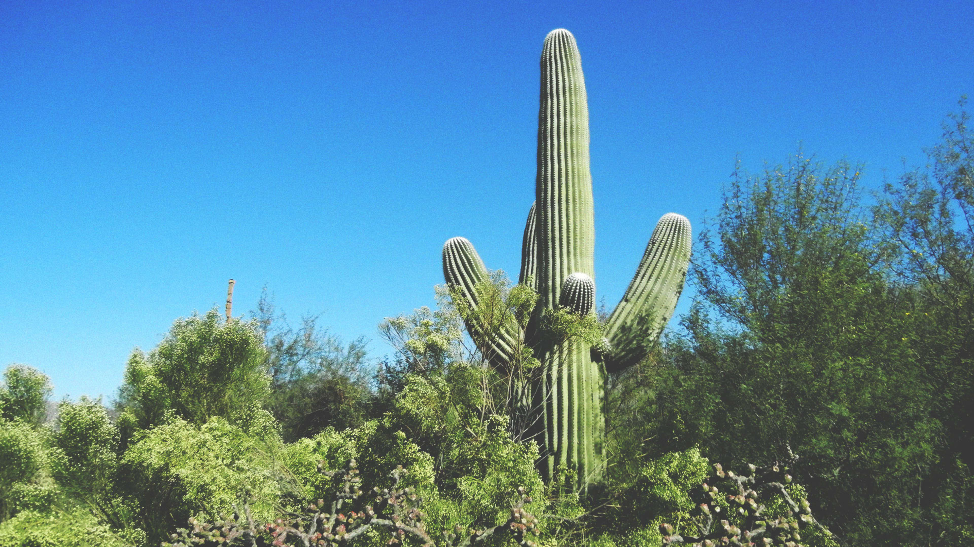 Amazon declines Tucson’s cactus, but other kinds of gifts are great