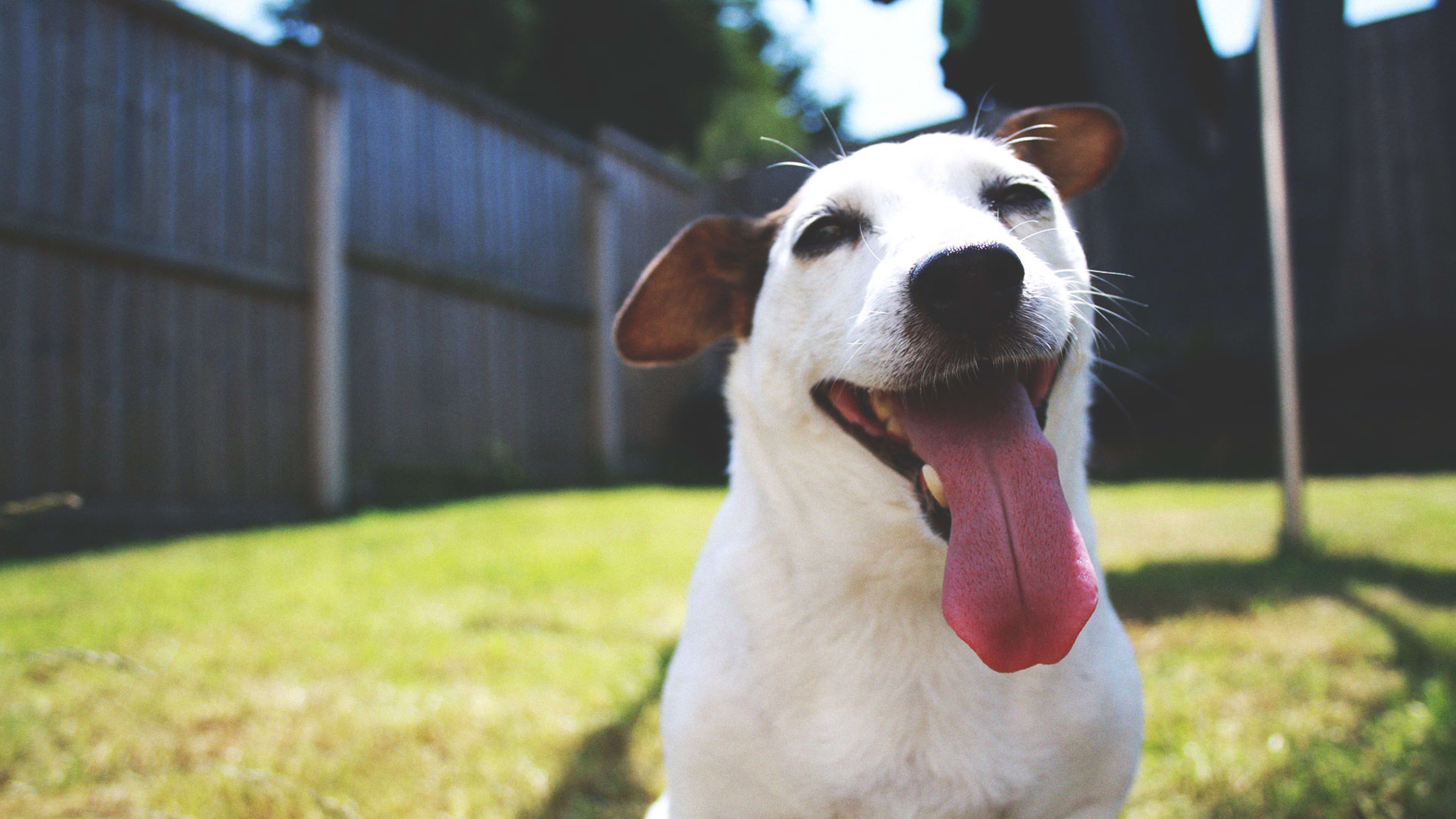 Dog-sitting website DogBuddy fetches $6 million in new funding