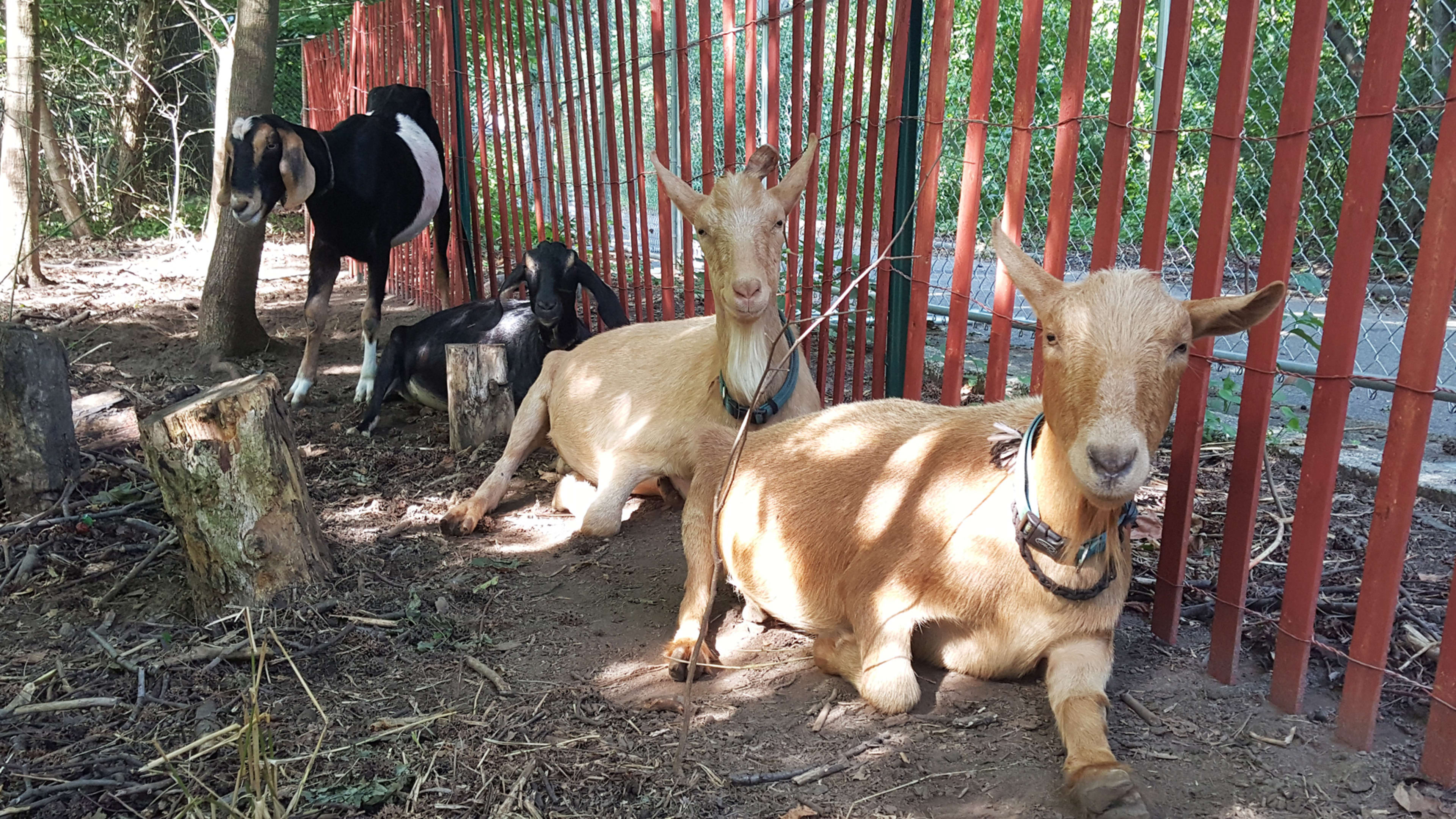 These Adorable Goats Are Helping To Restore Brooklyn’s Last Natural Forest