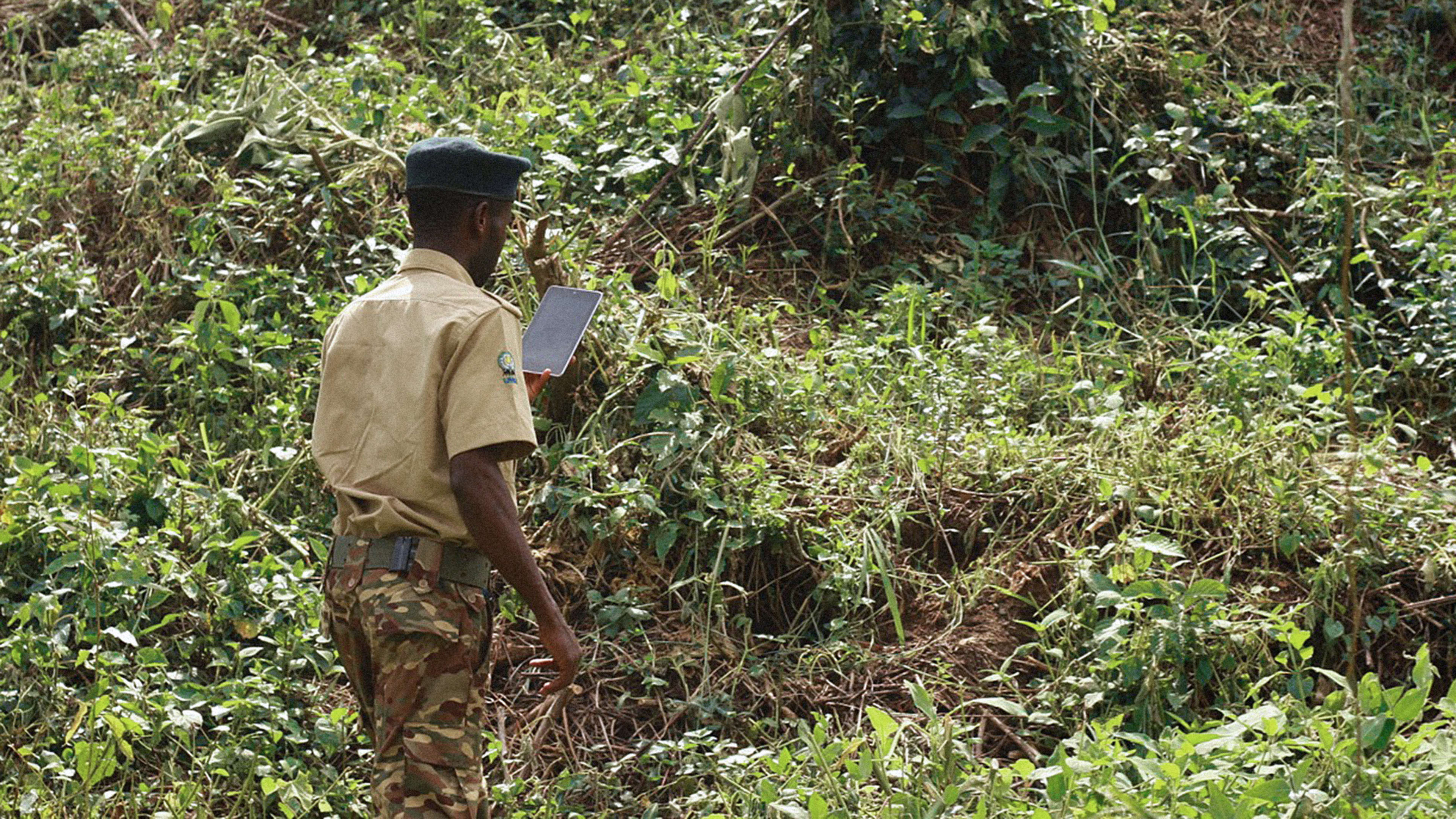 This App Helps Forest Rangers Without Internet Access Find Illegal Activity