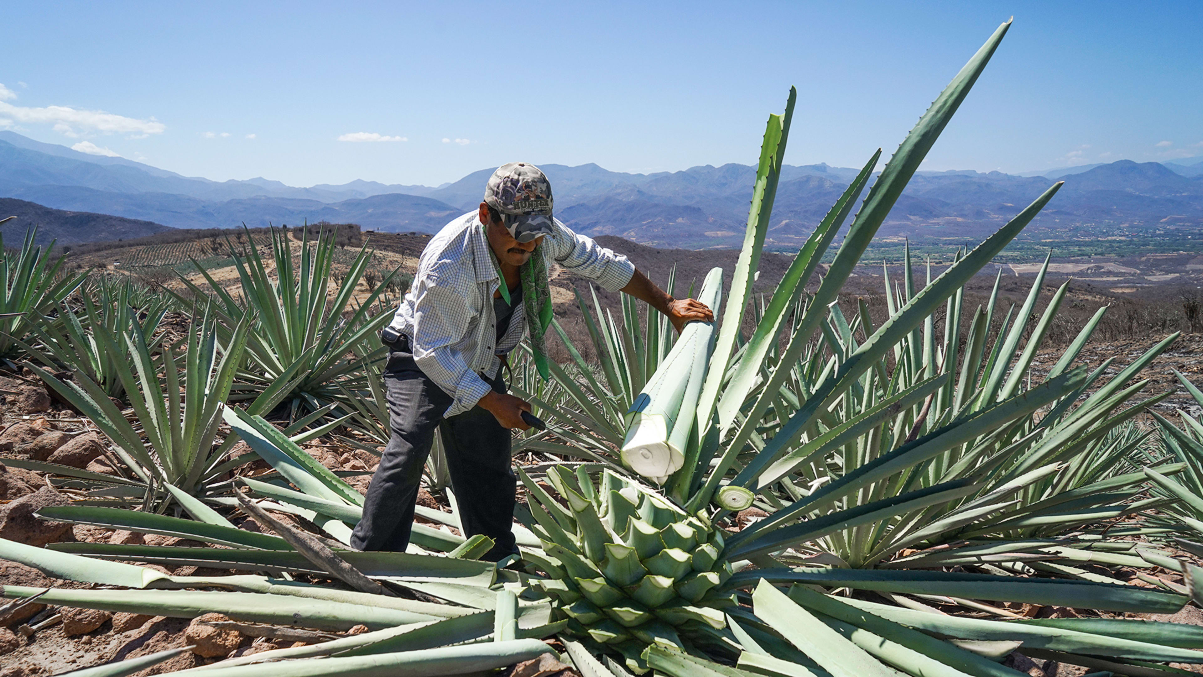 This Sustainable Mezcal Production Process Produces Both Drinks And Bricks