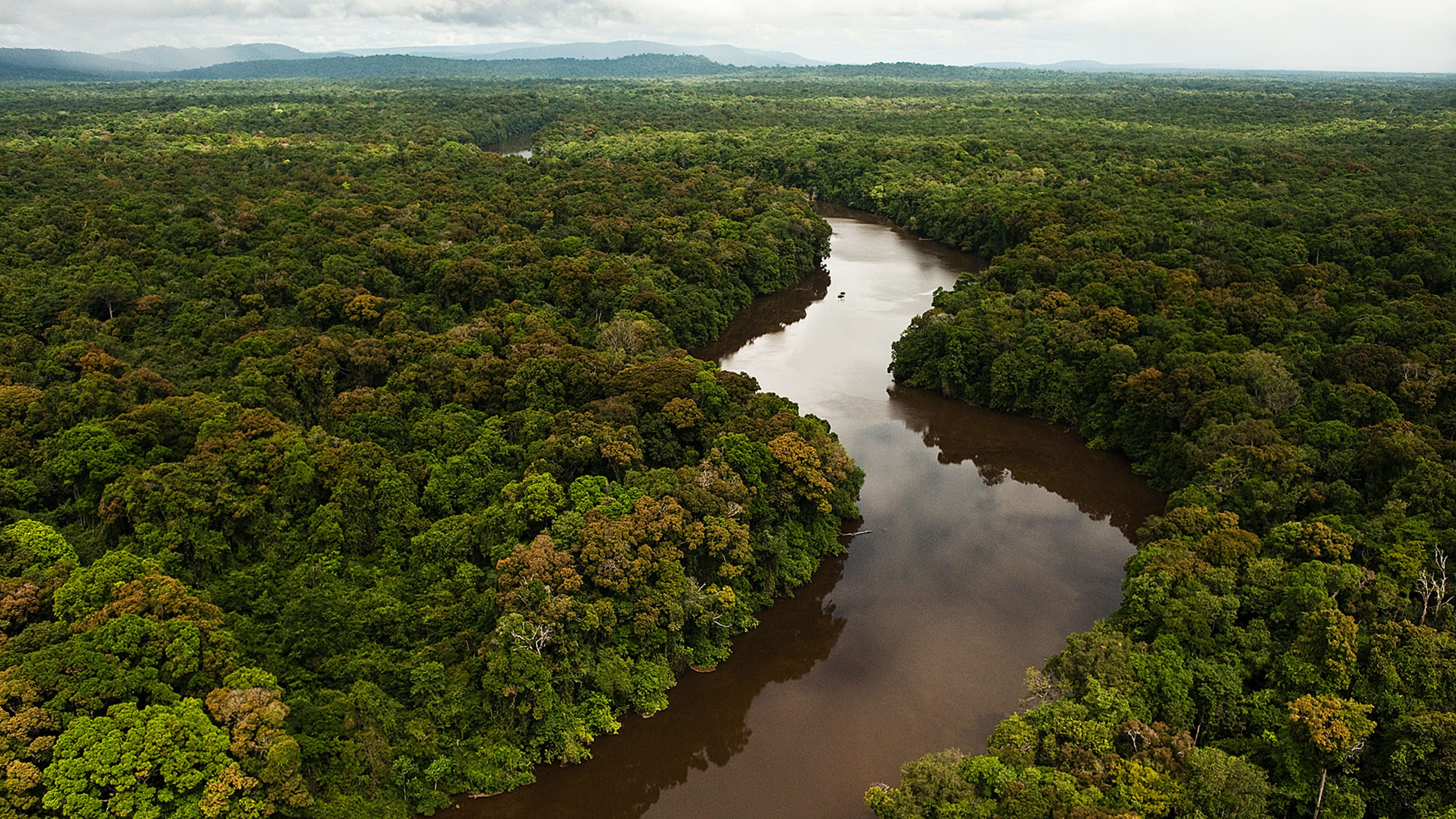 The Largest Ever Tropical Reforestation Is Planting 73 Million Trees
