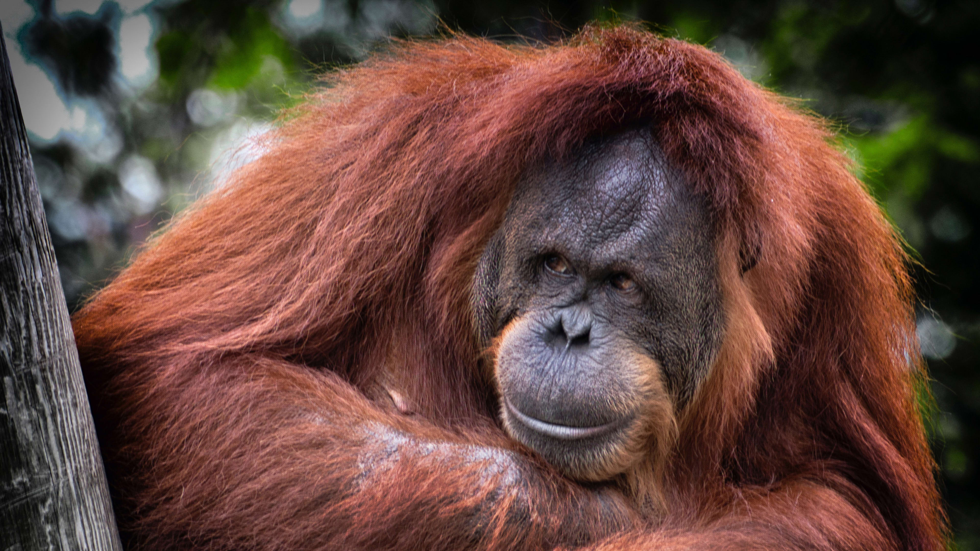 “It is heartbreaking”—Instagram responds to its illegal-ape-trade problem