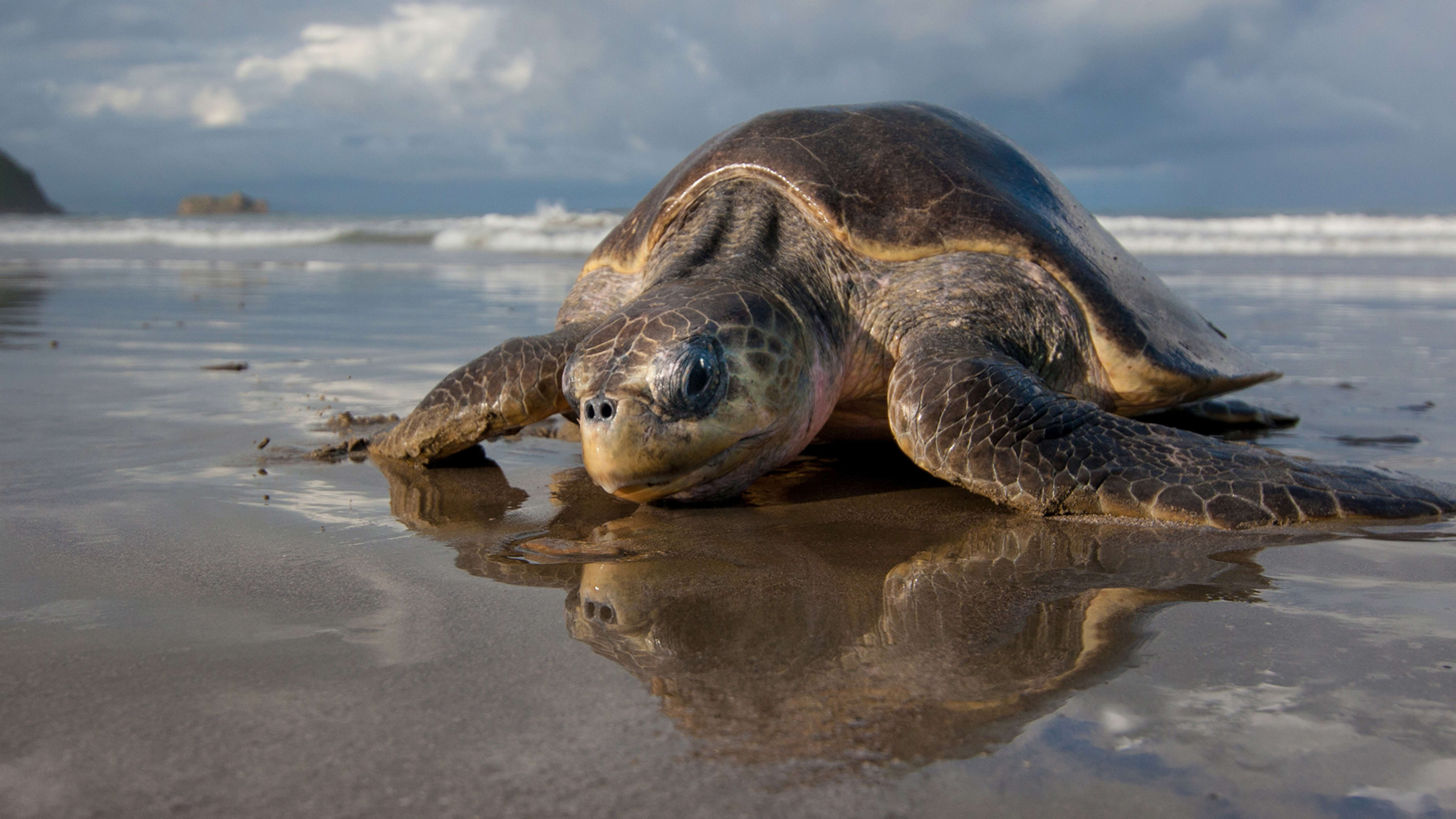 These Fake GPS-Implanted Sea Turtle Eggs Will Help Track Poachers