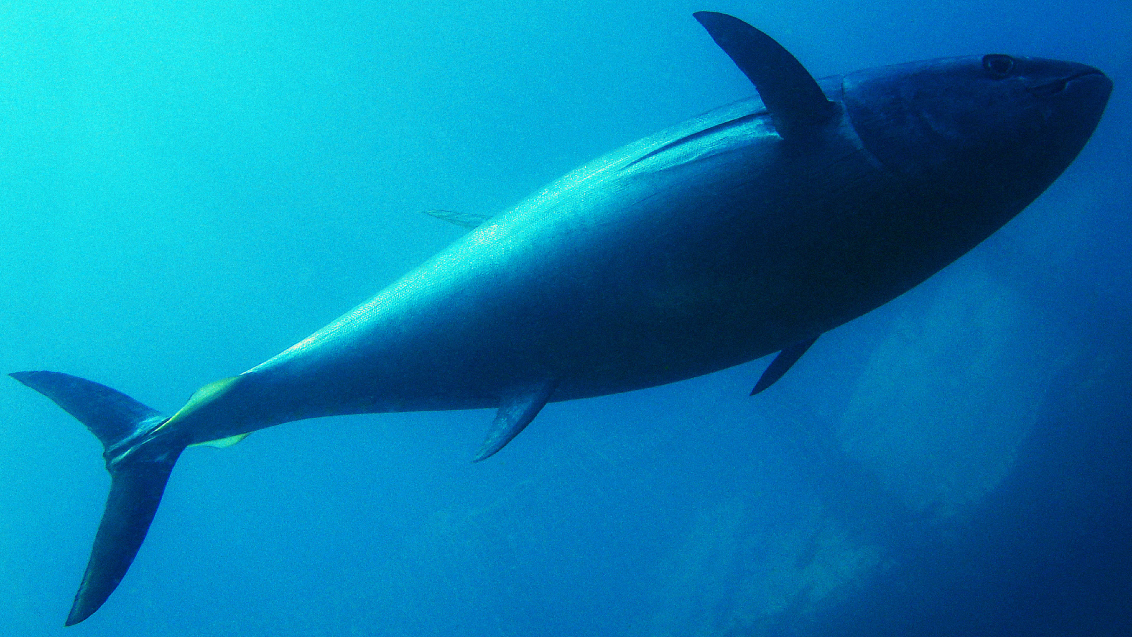 This Mercury-Safe Tuna Company Is On A Mission To Clean Up The Oceans