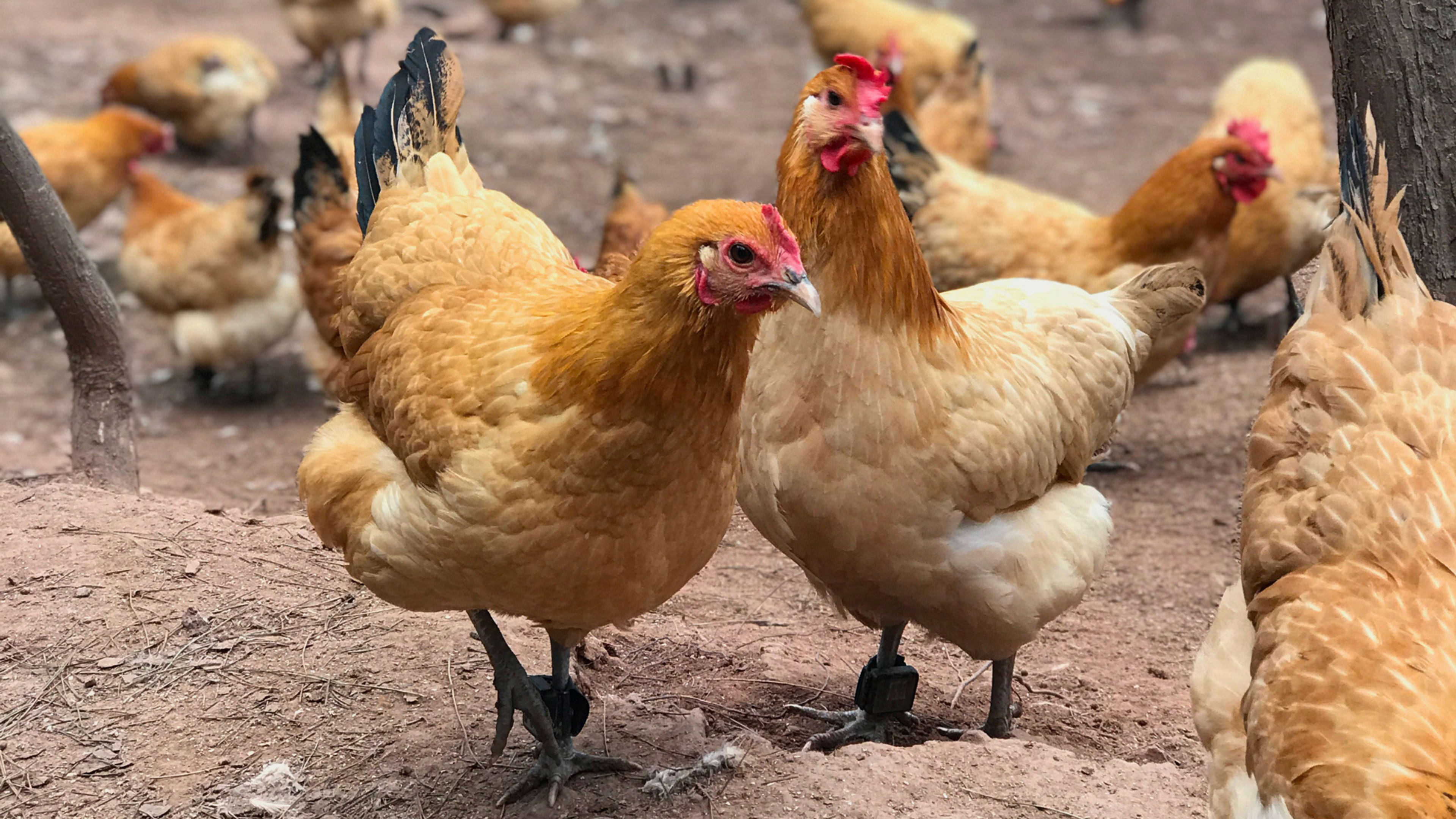 In China, You Can Track Your Chicken On–You Guessed It–The Blockchain