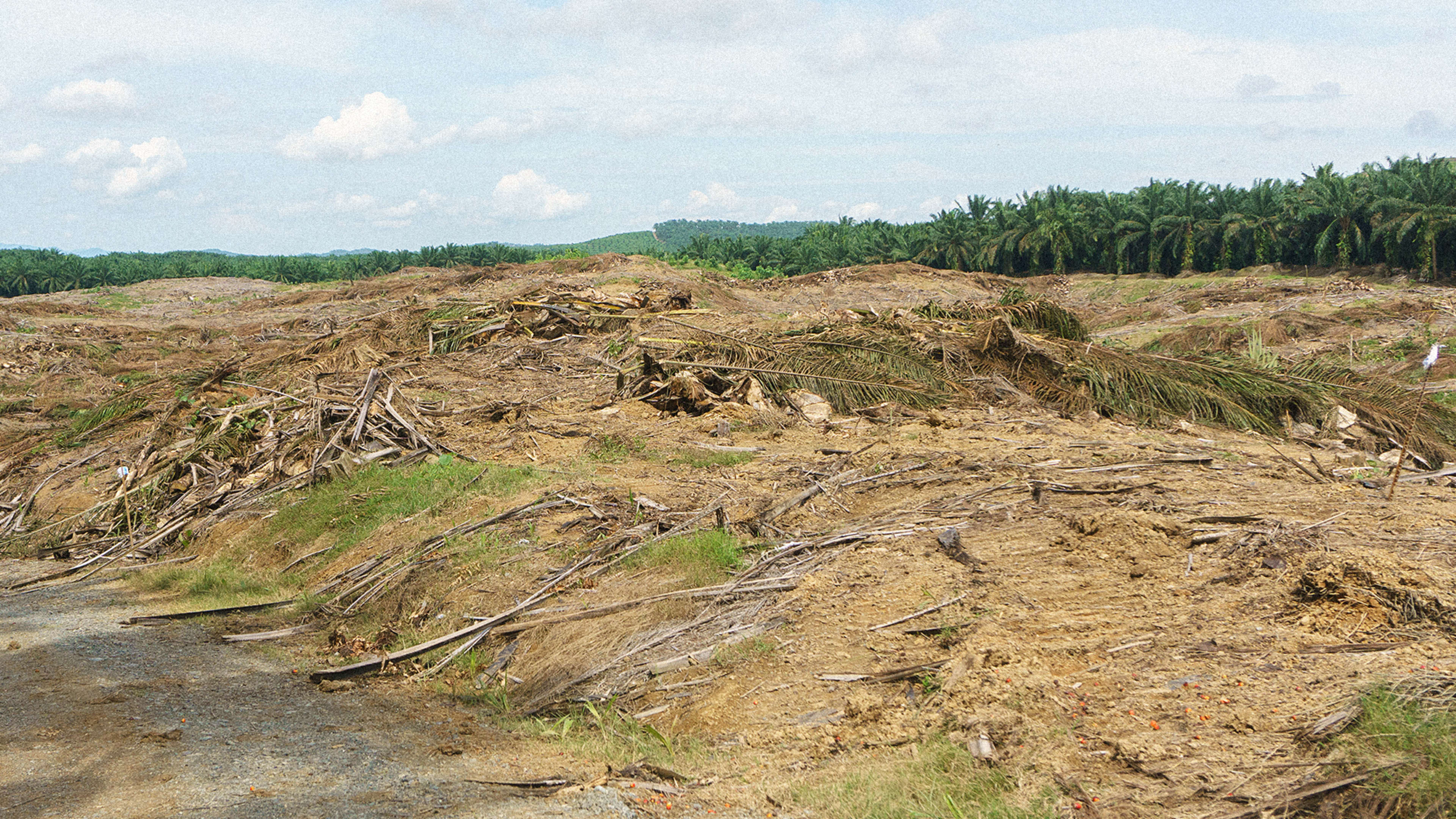 How Real Are Companies’ Promises To Stop Deforestation?