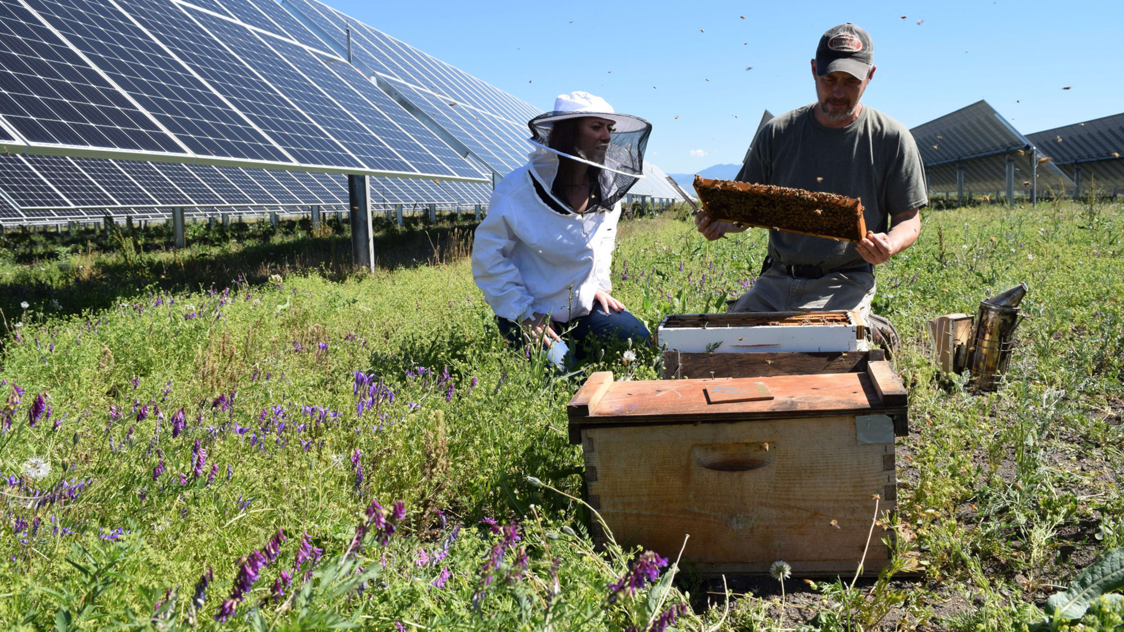 This new solar farm combines clean energy and beehives
