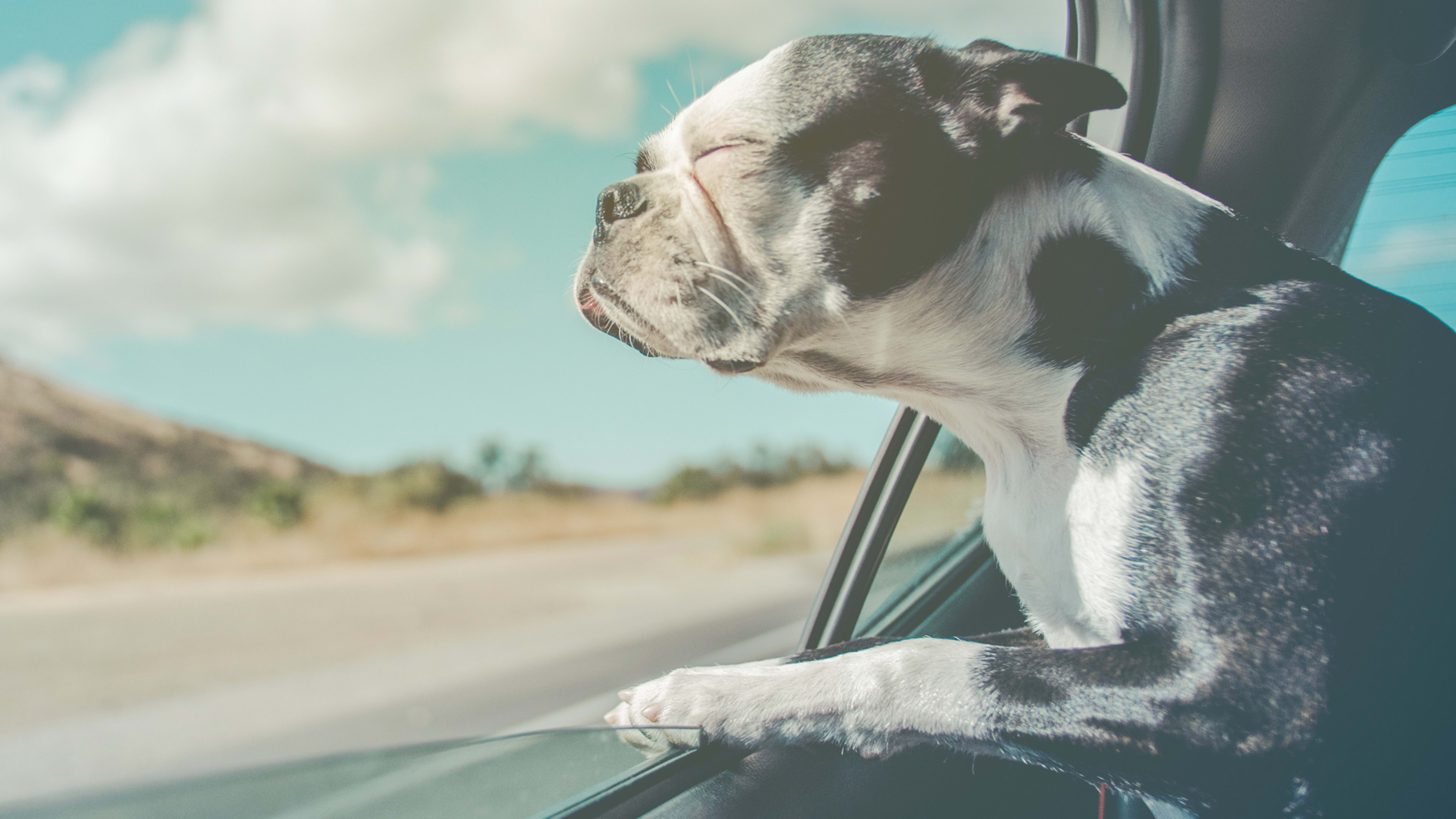 Waze teams up with Best Friends Animal Society to make pet adoption easier