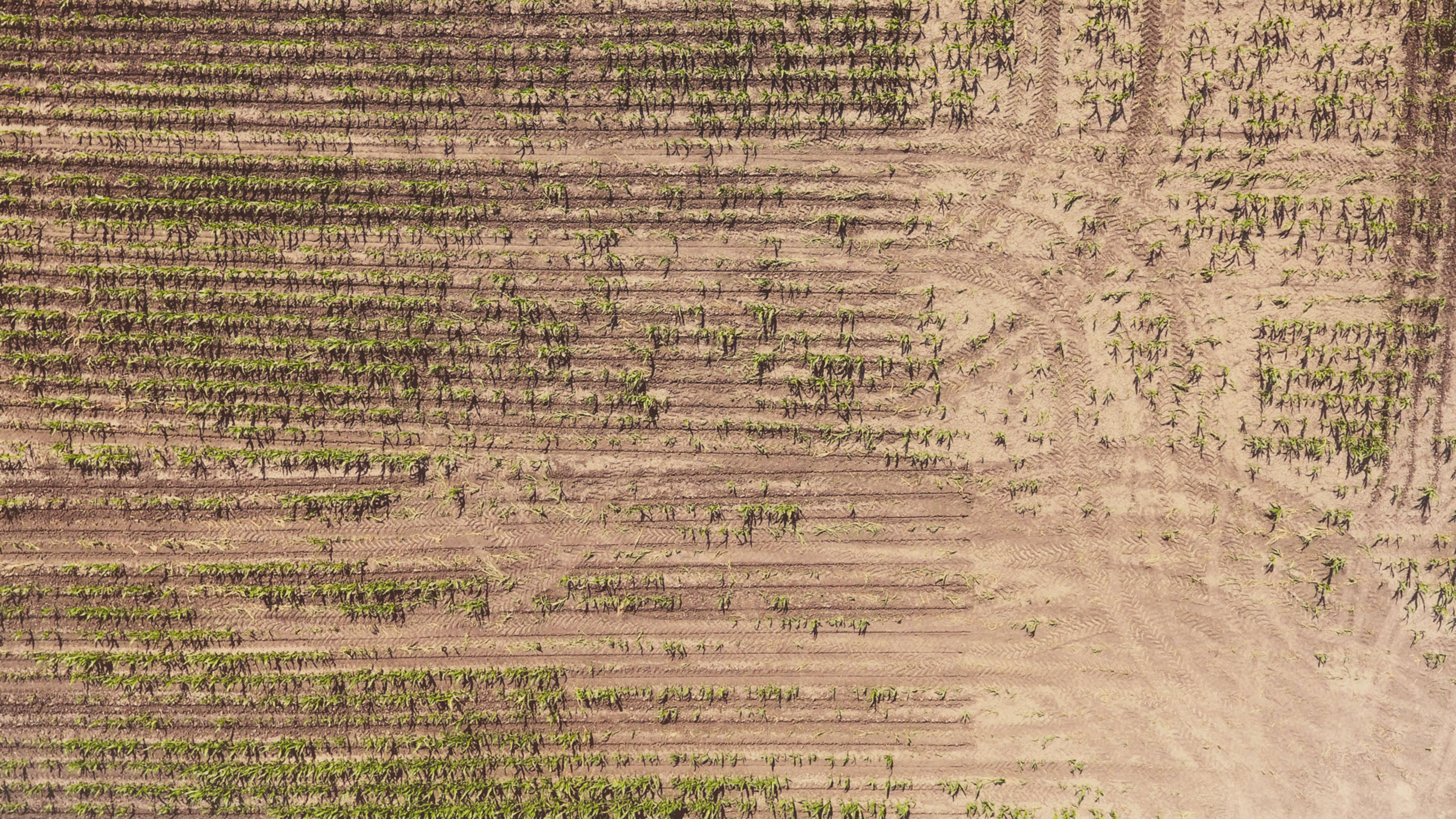 Lawsuit: Blame Monsanto for widespread Kansas crop losses