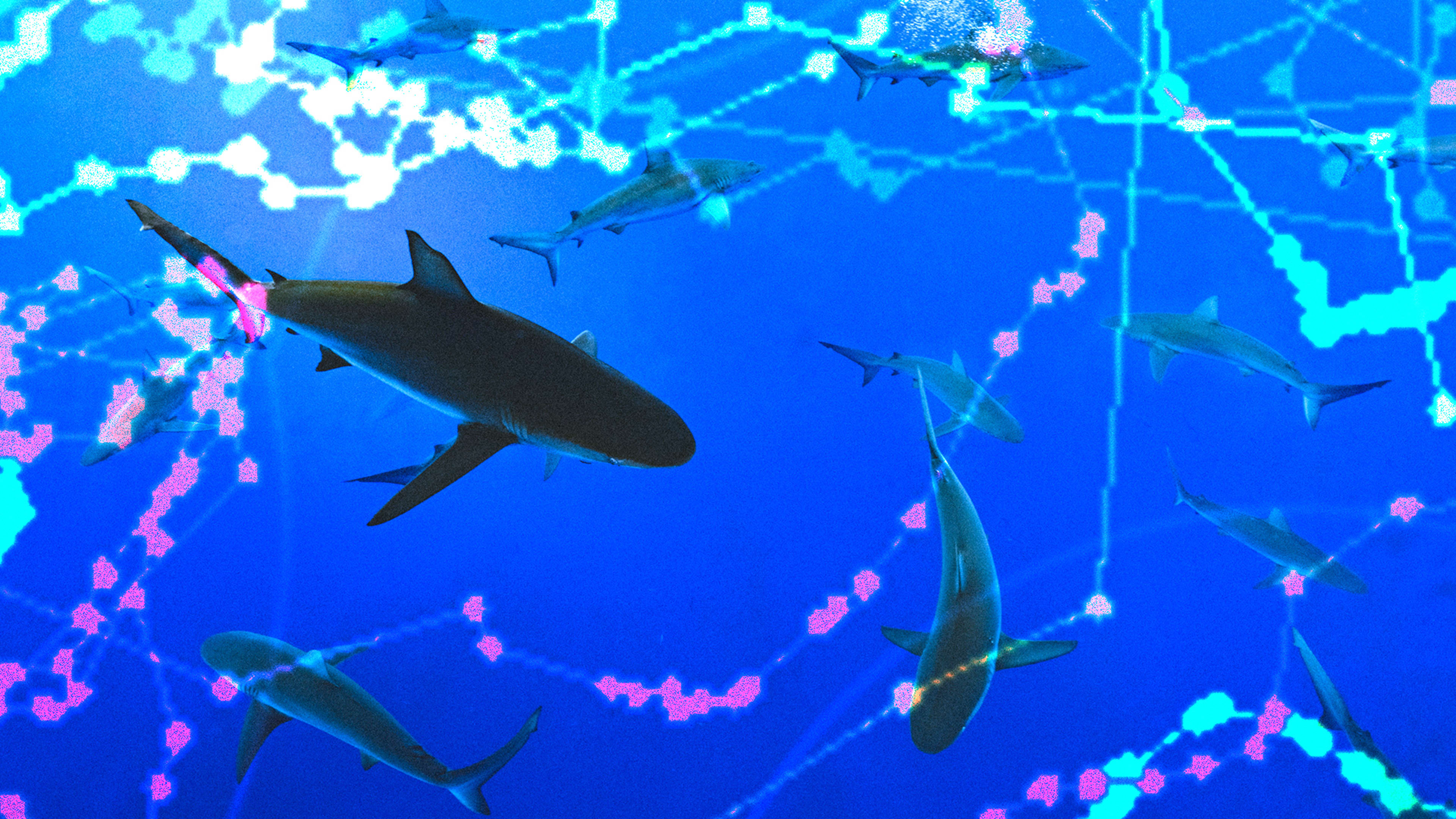 This interactive map shows how fishing is killing sharks