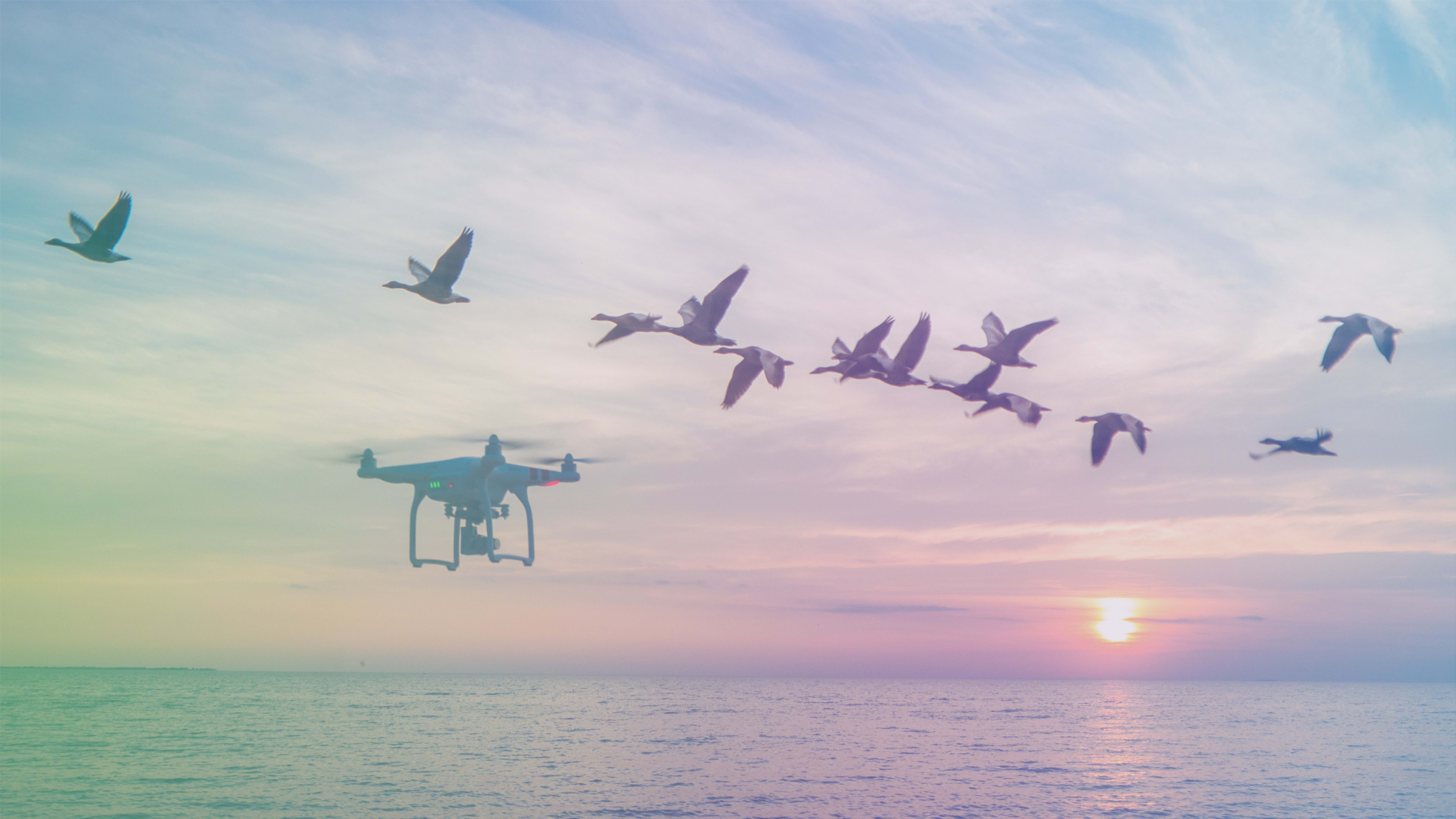 Bird-herding drones could make air travel even safer for people and birds