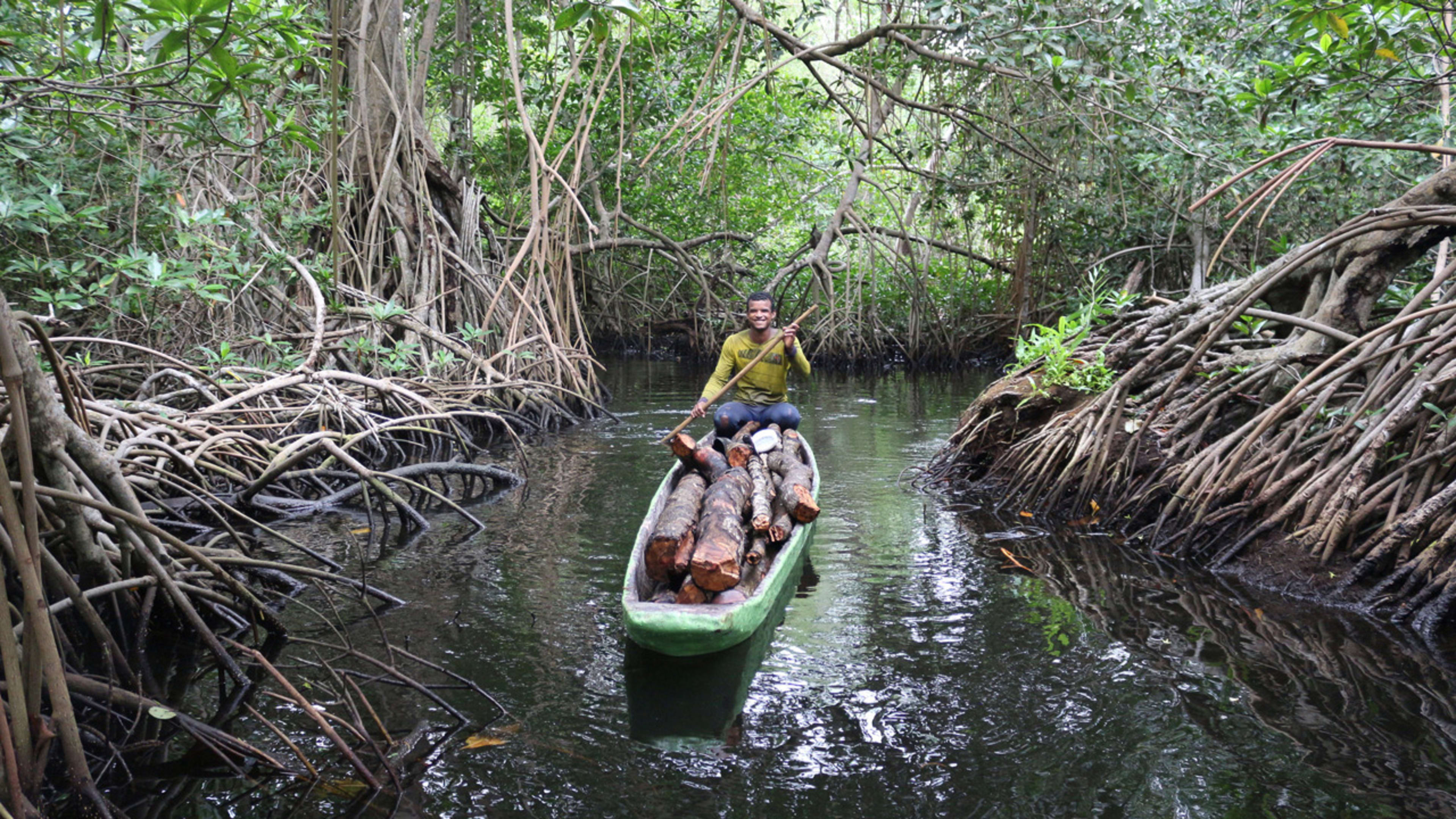Apple is investing in a huge mangrove forest in Colombia