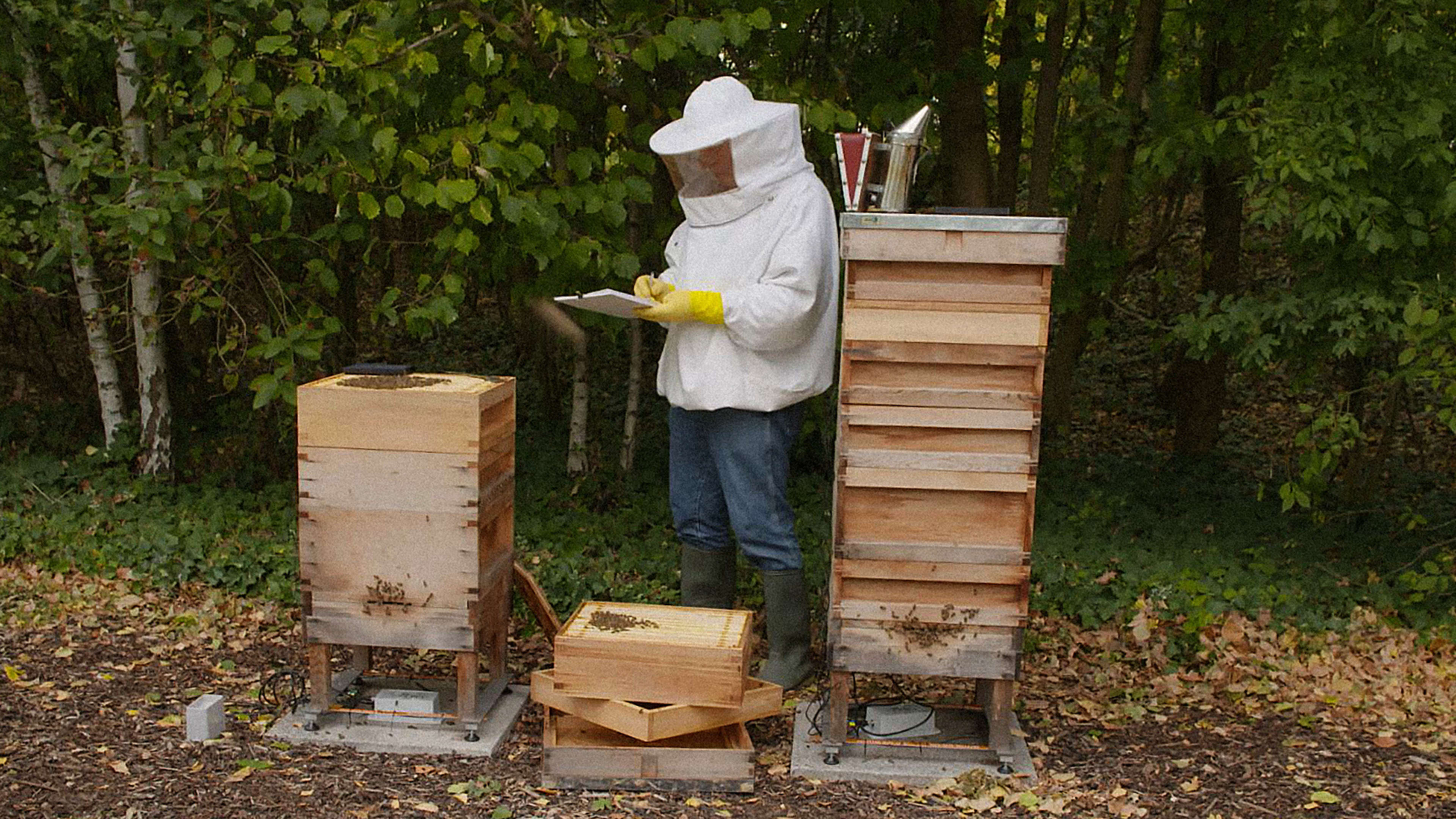 Can connecting beehives to the cloud save pollinators?