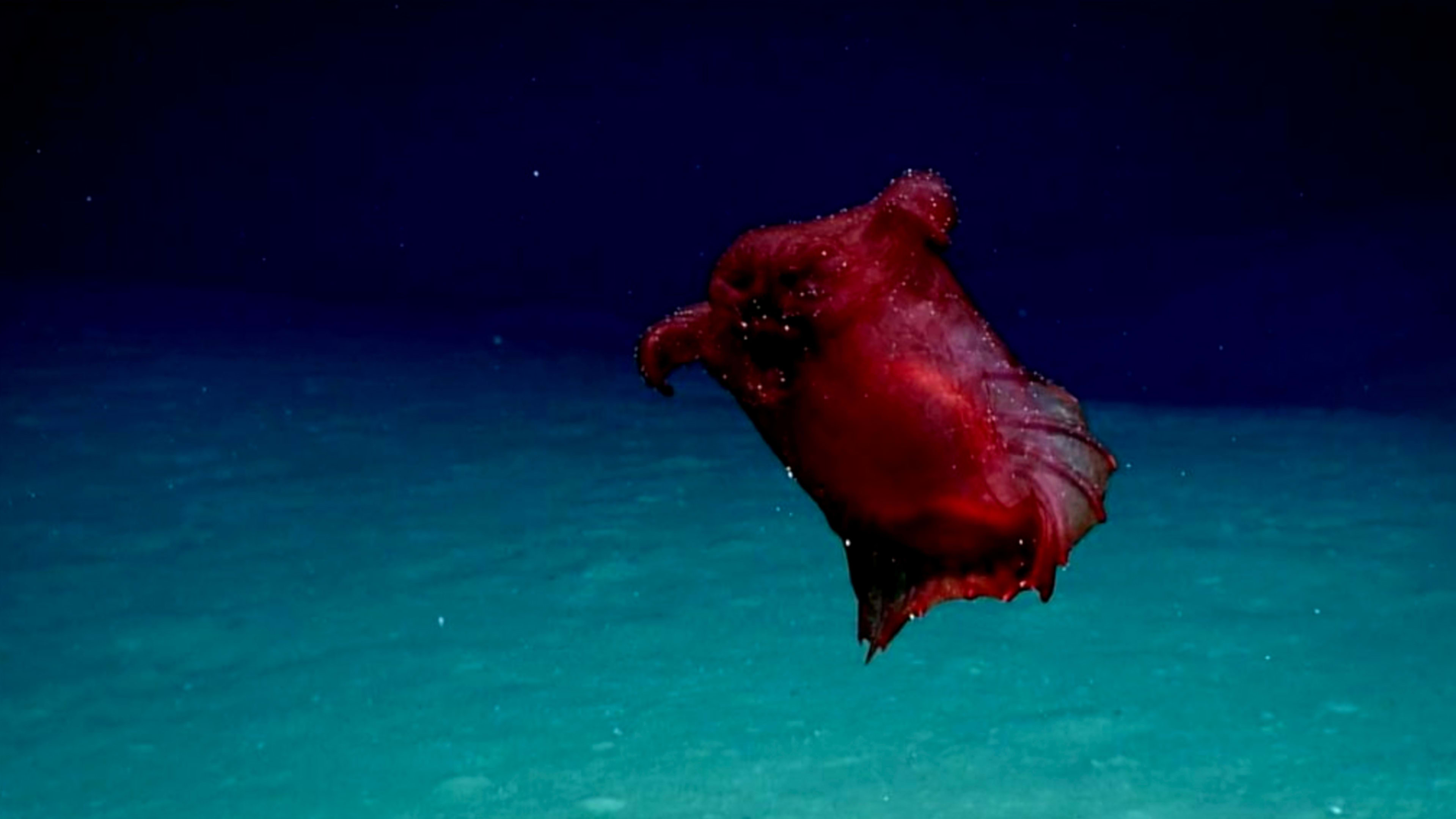 “Headless chicken monster” found swimming in Antarctica