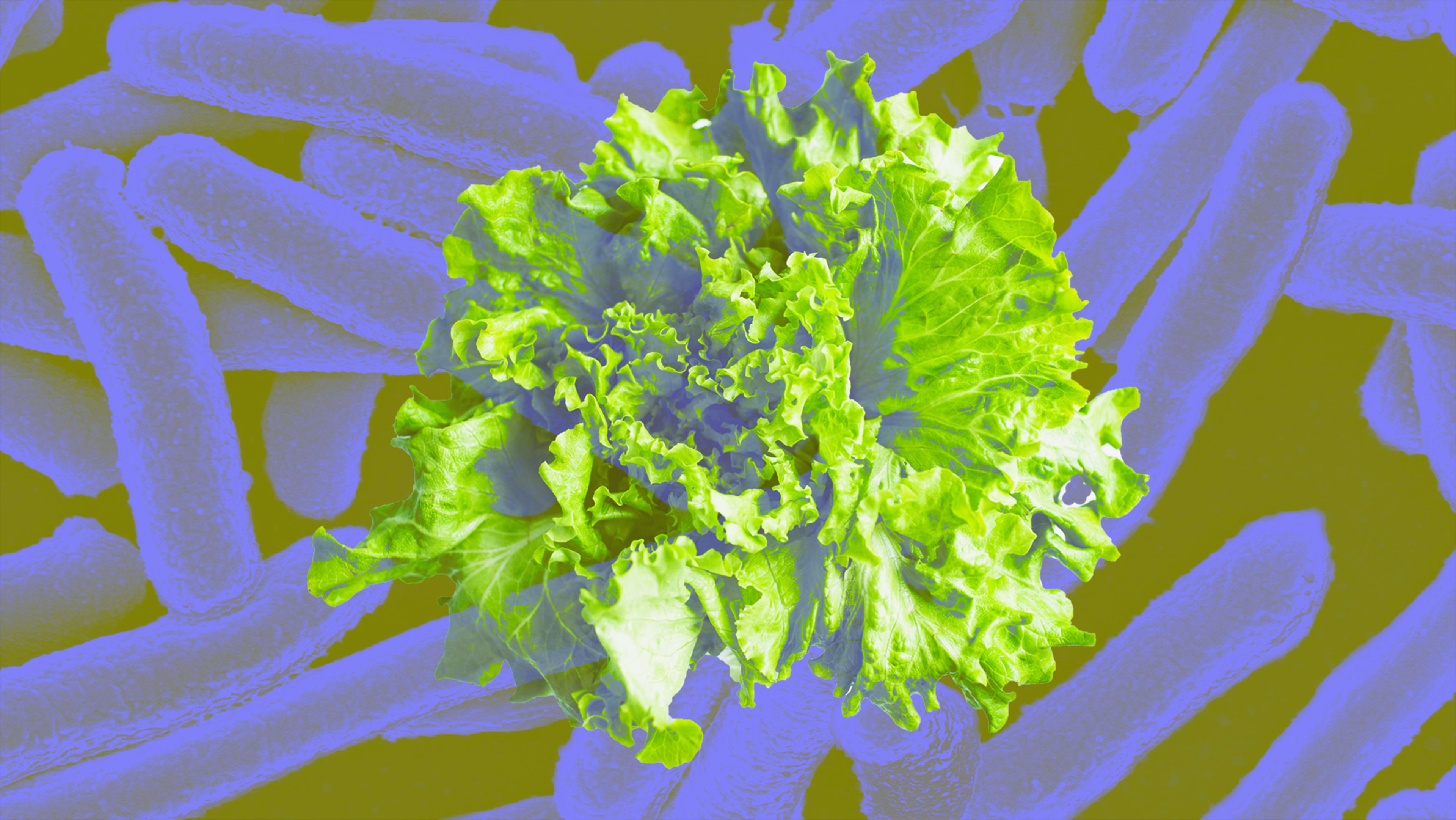 CDC: Don’t eat romaine lettuce and take action if you have E. coli infection symptoms