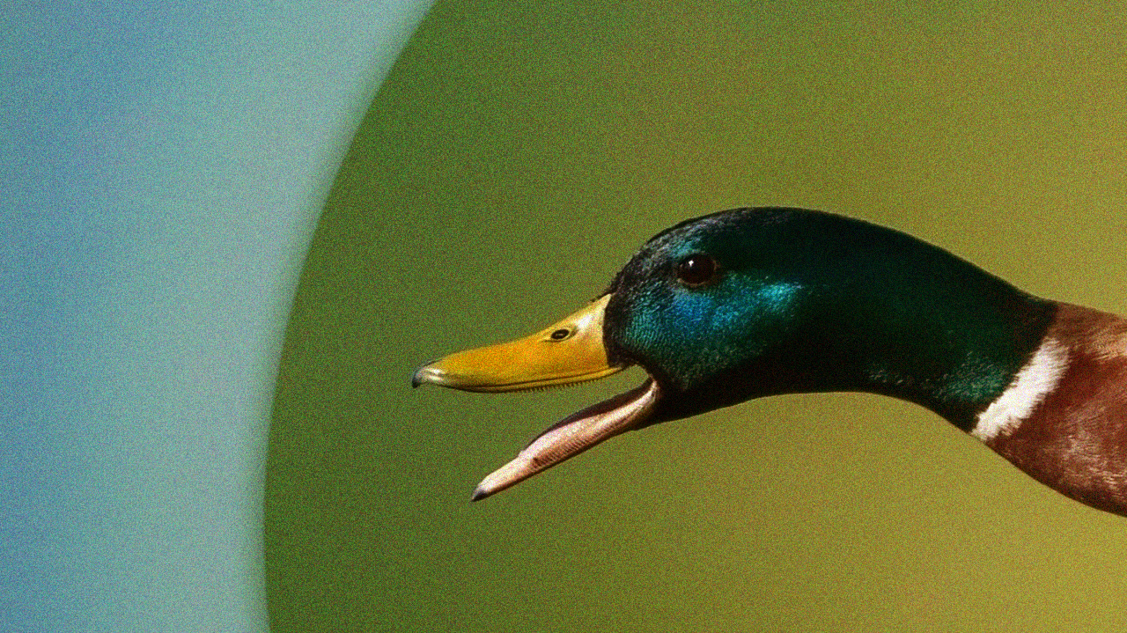Google just gave DuckDuckGo a huge boost–giving it duck.com