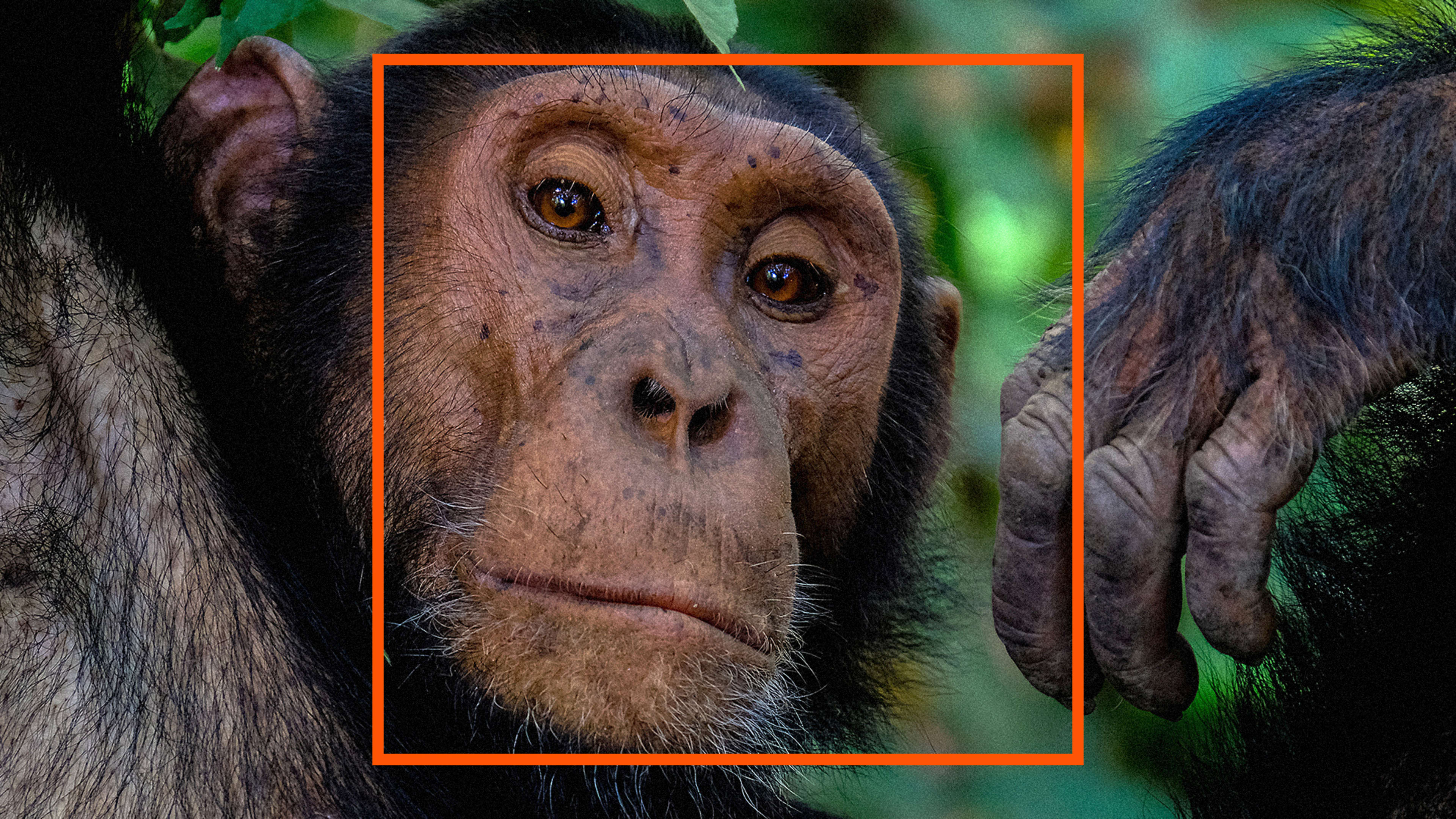 Facial recognition for chimps searches the internet for stolen baby apes