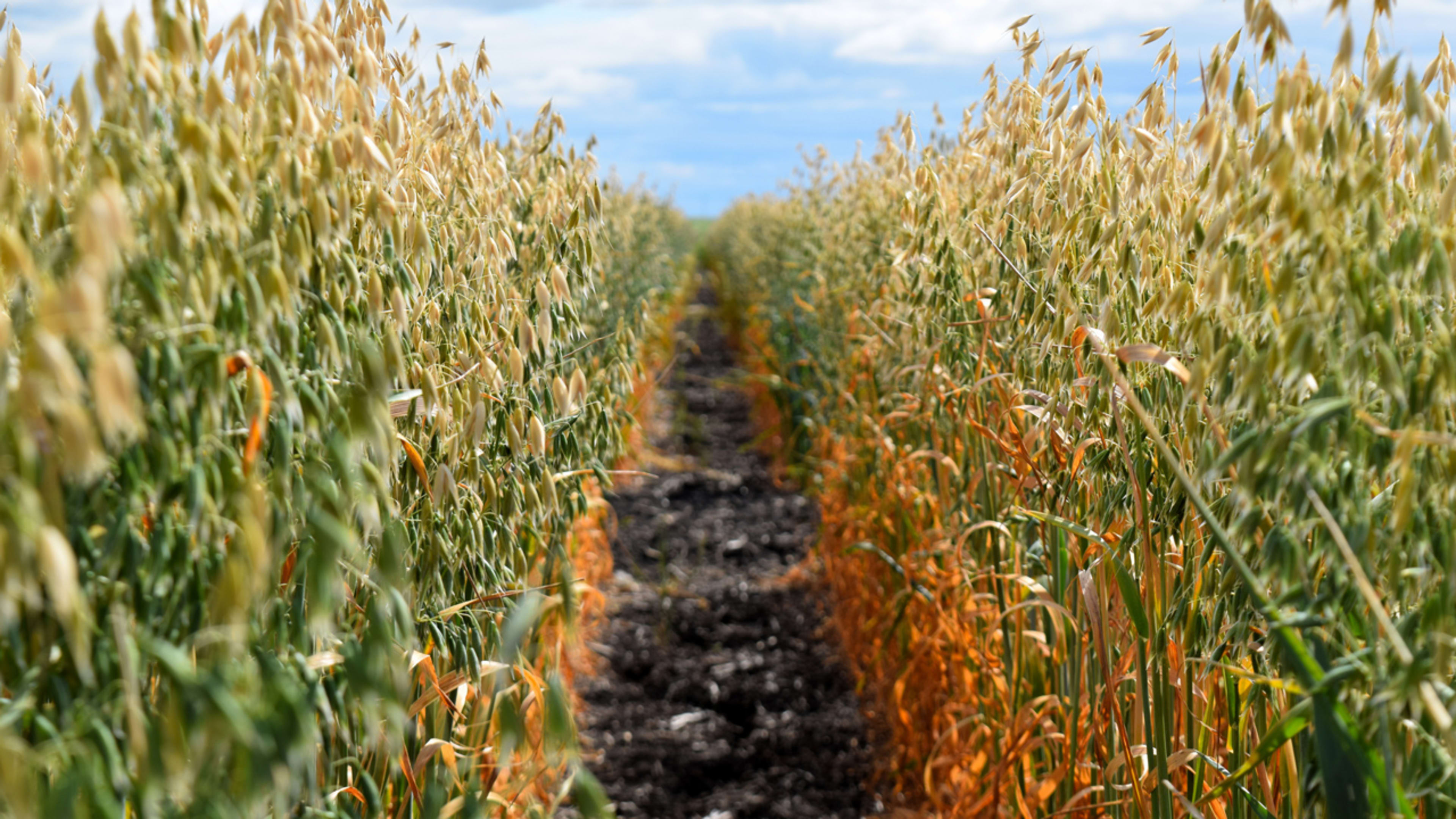 General Mills has a plan to regenerate 1 million acres of farmland