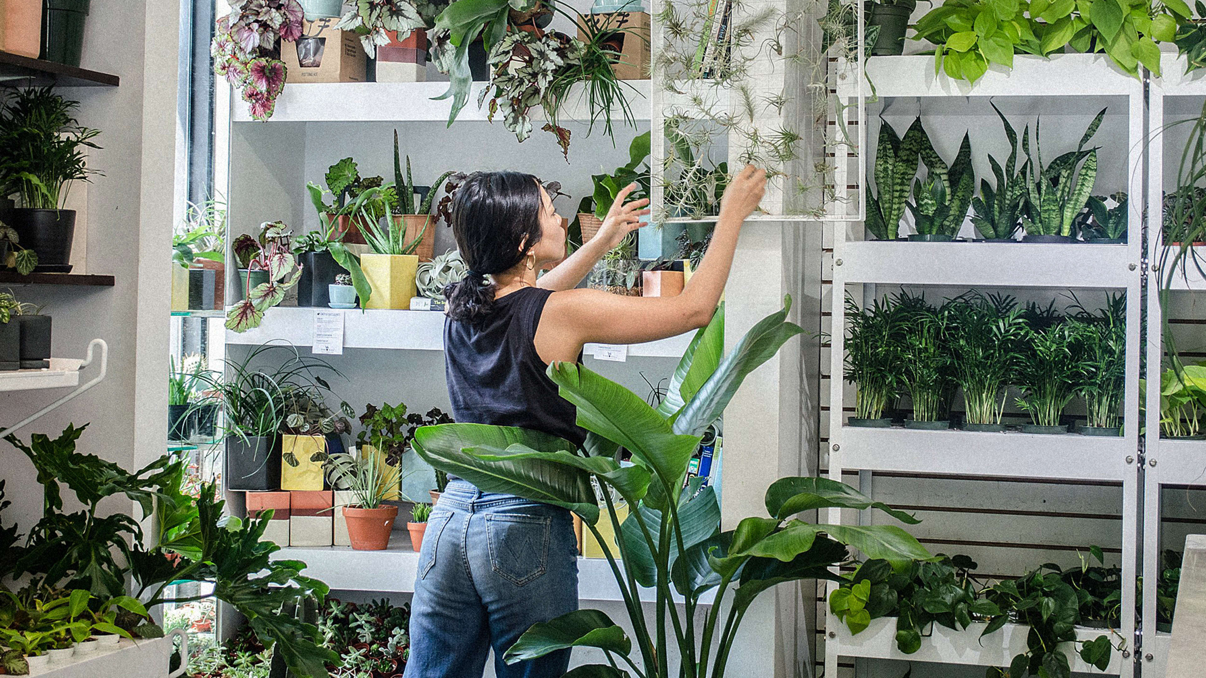 The hottest new wellness startups are selling houseplants