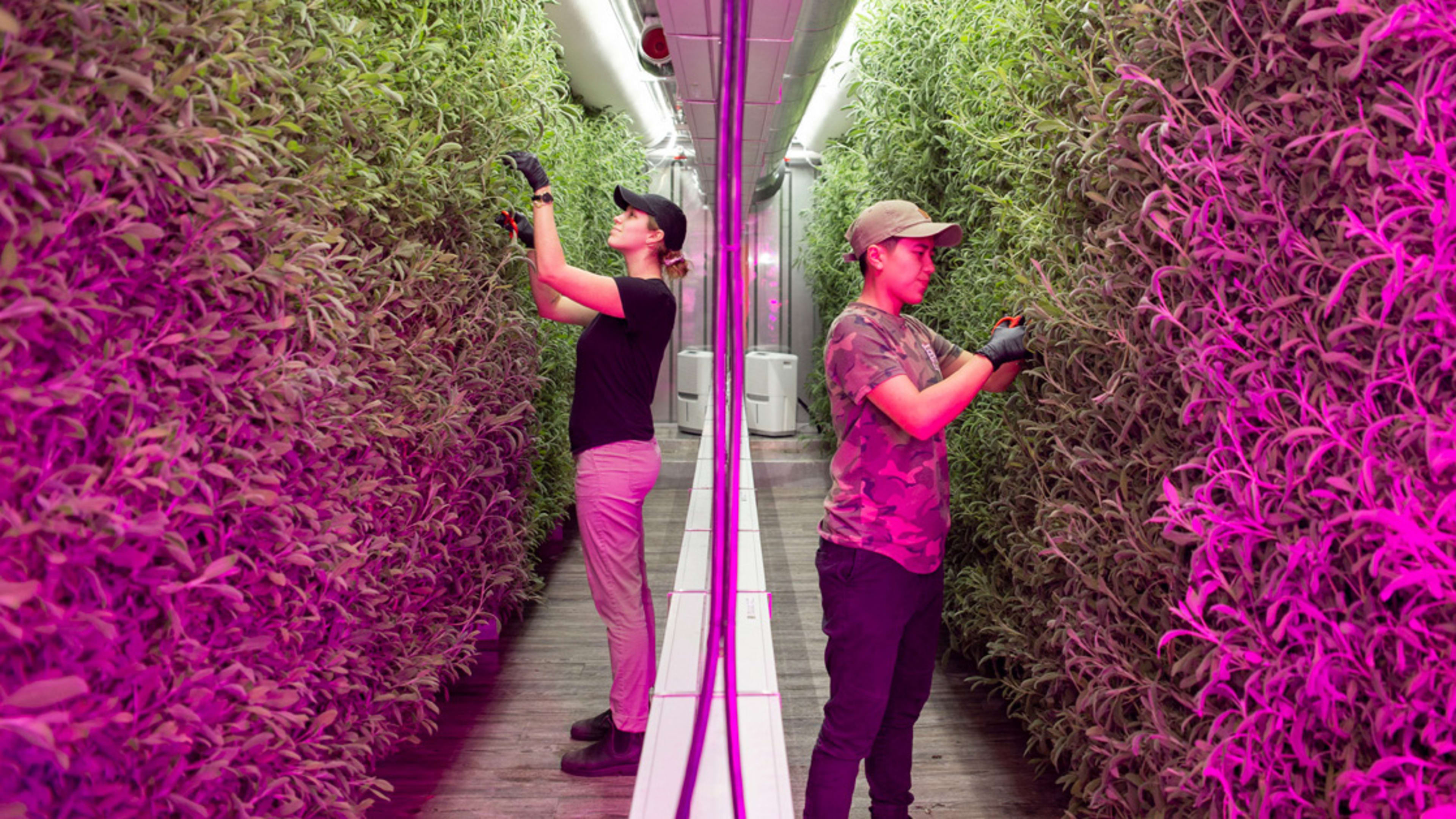 These shipping container farms will soon be in grocery store lots across the U.S.