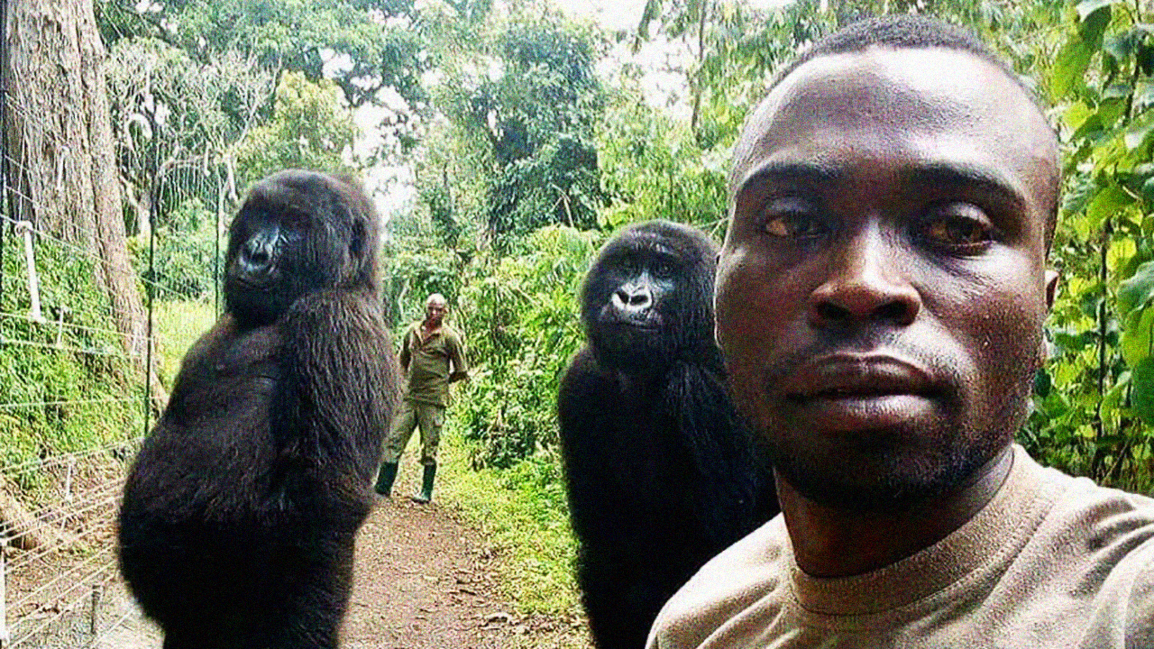 Like Instagram pros, these Gorillas posed for selfies with the man who rescued them from poachers