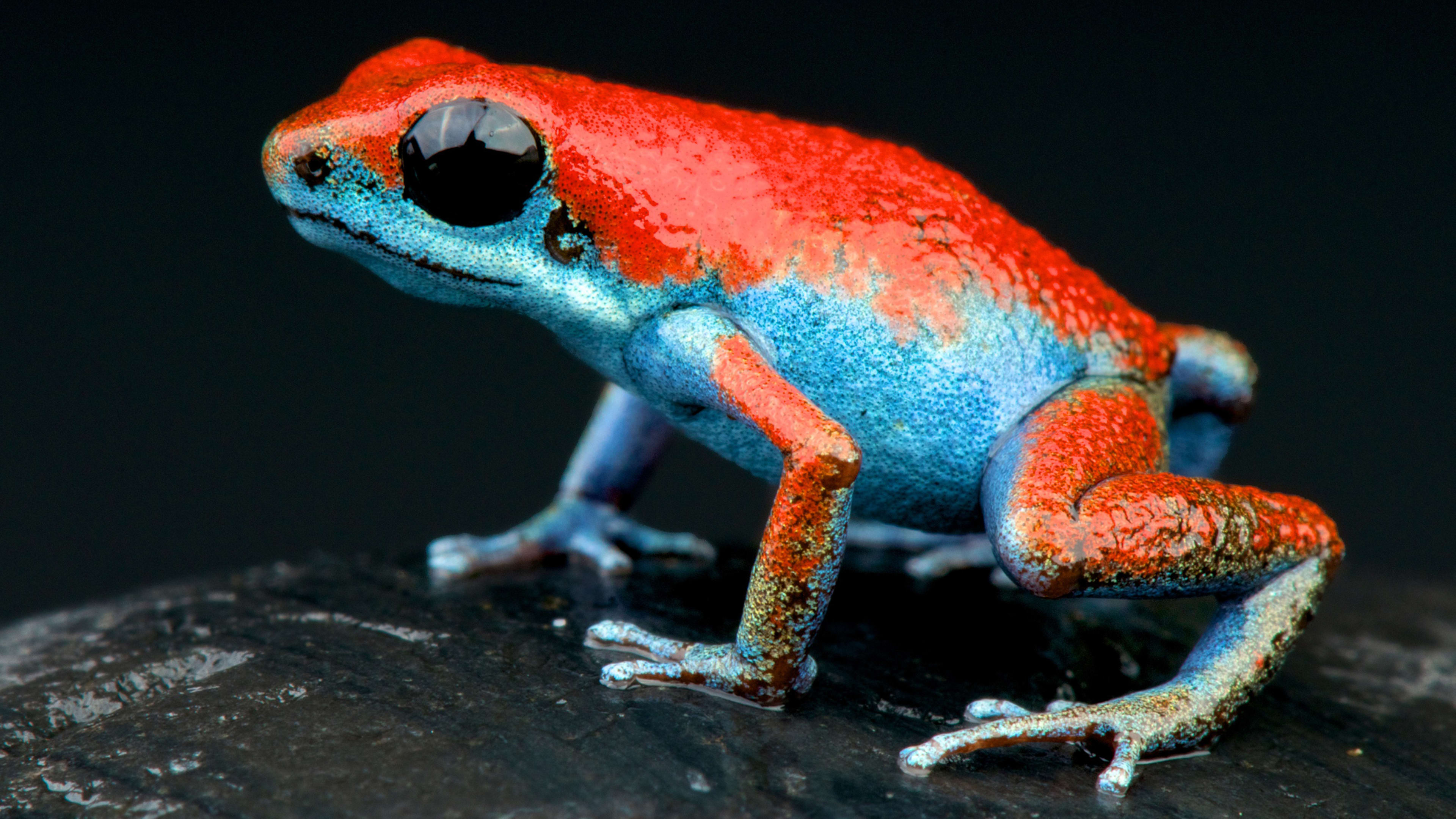 Check out these gorgeous rare amphibians, because they might soon be extinct