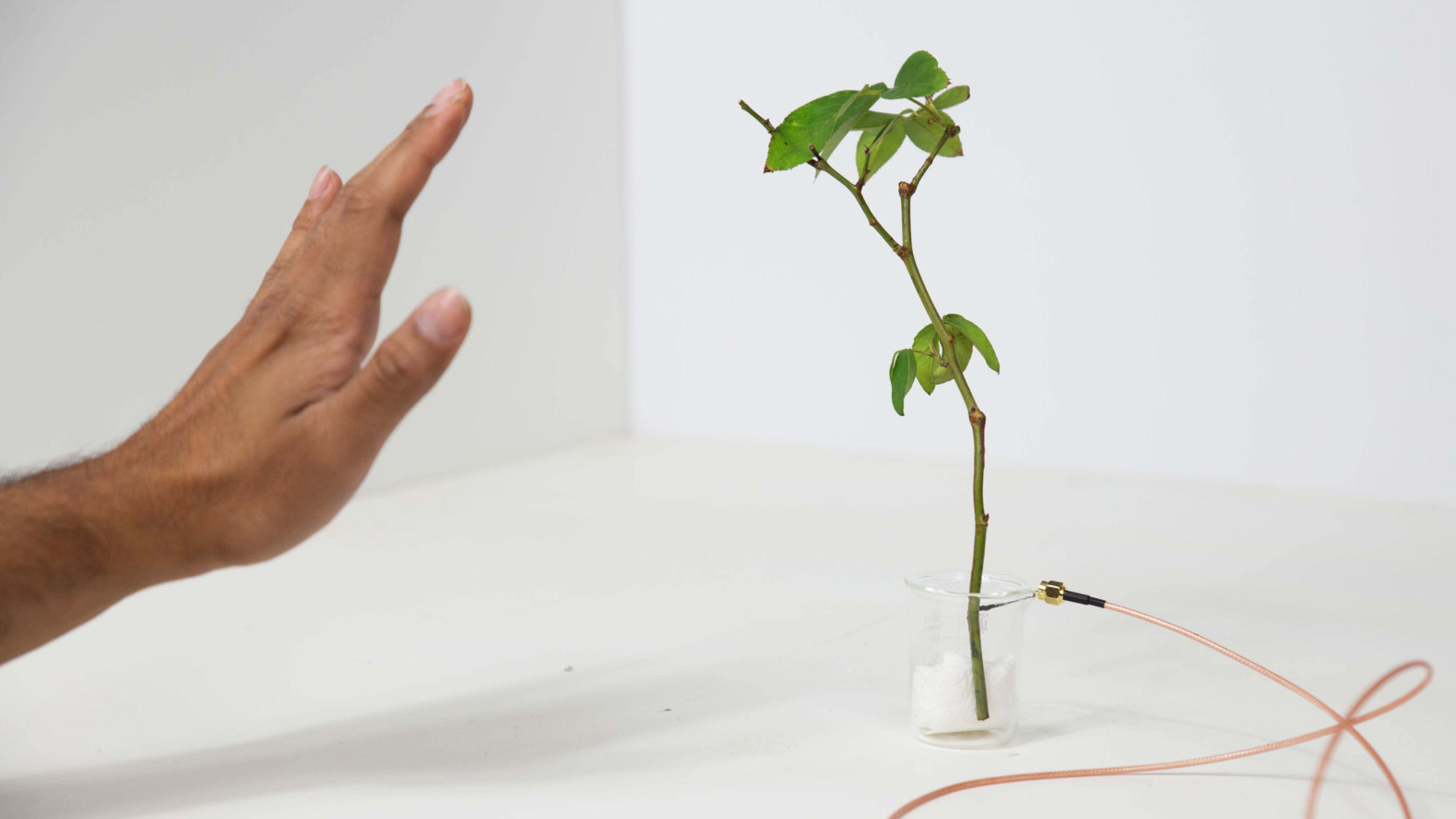 Plants are the oldest sensors in the world. Could they be the future of computers?