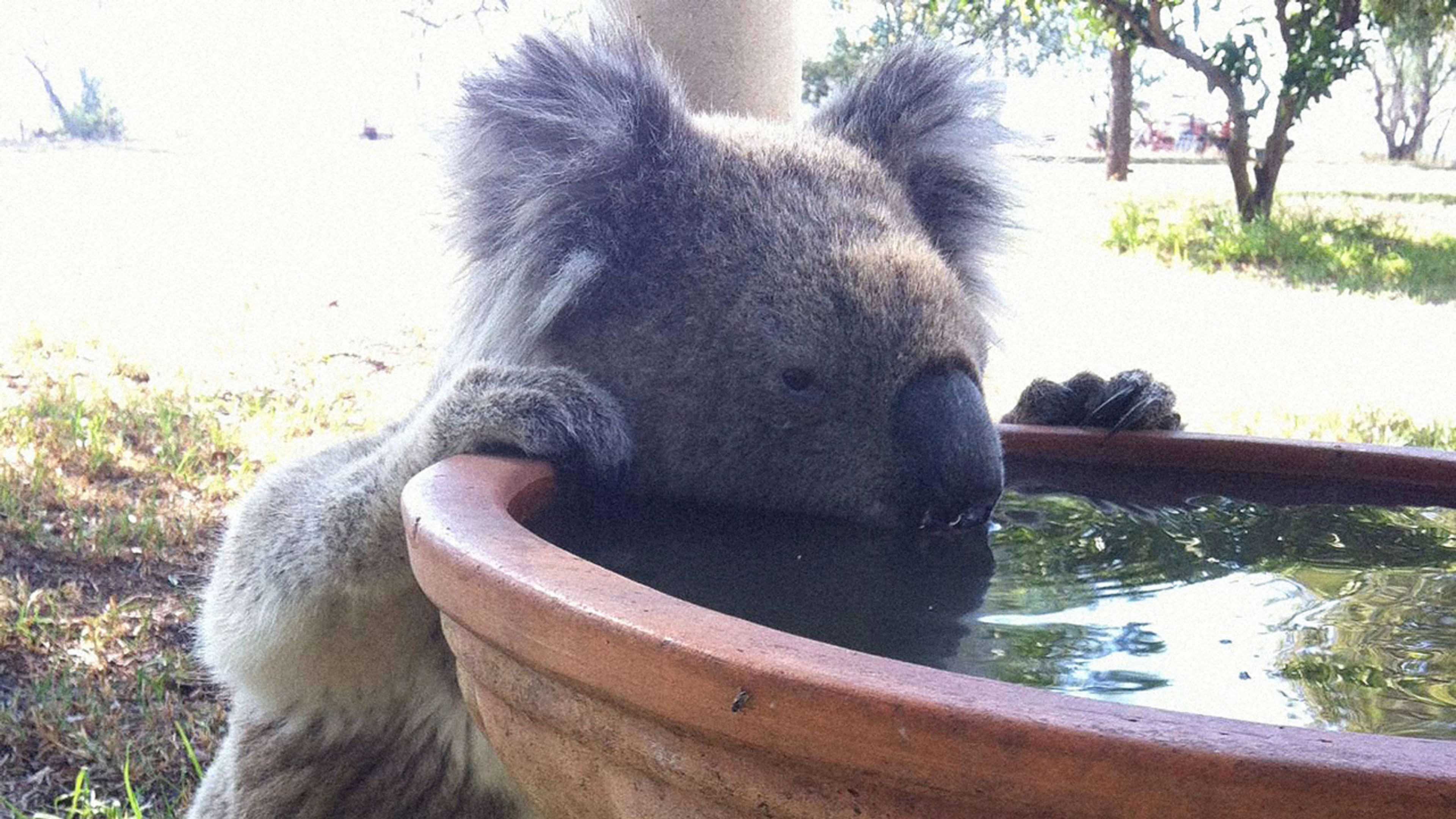 These adorable koala drinking fountains will help them hydrate as Australia heats up