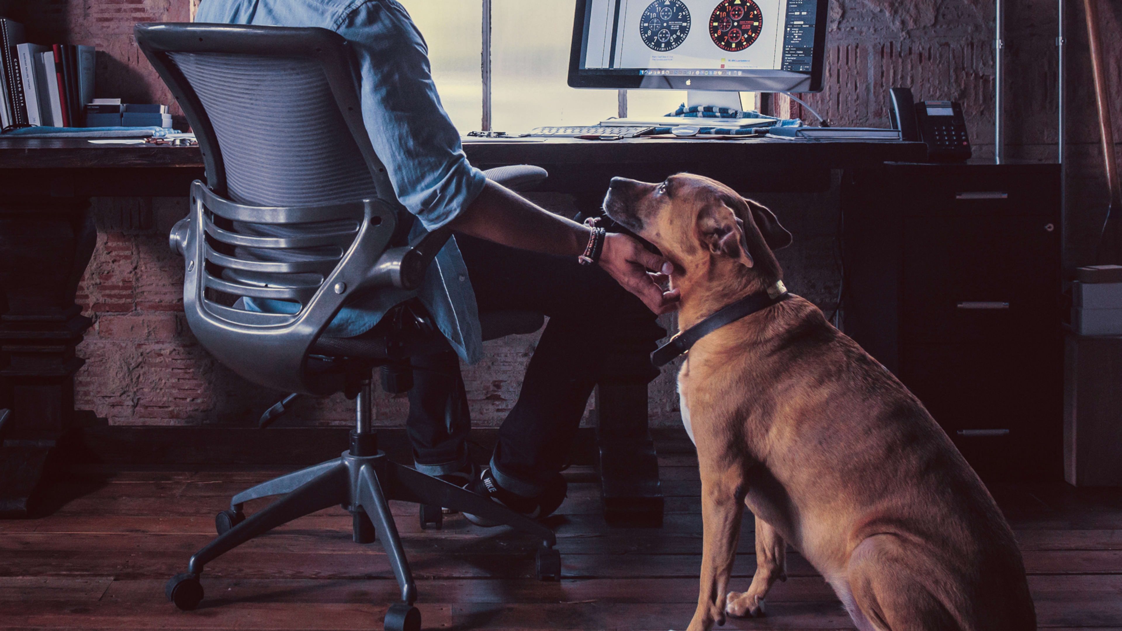 Work at one of these 5 companies if you want a pet-friendly environment