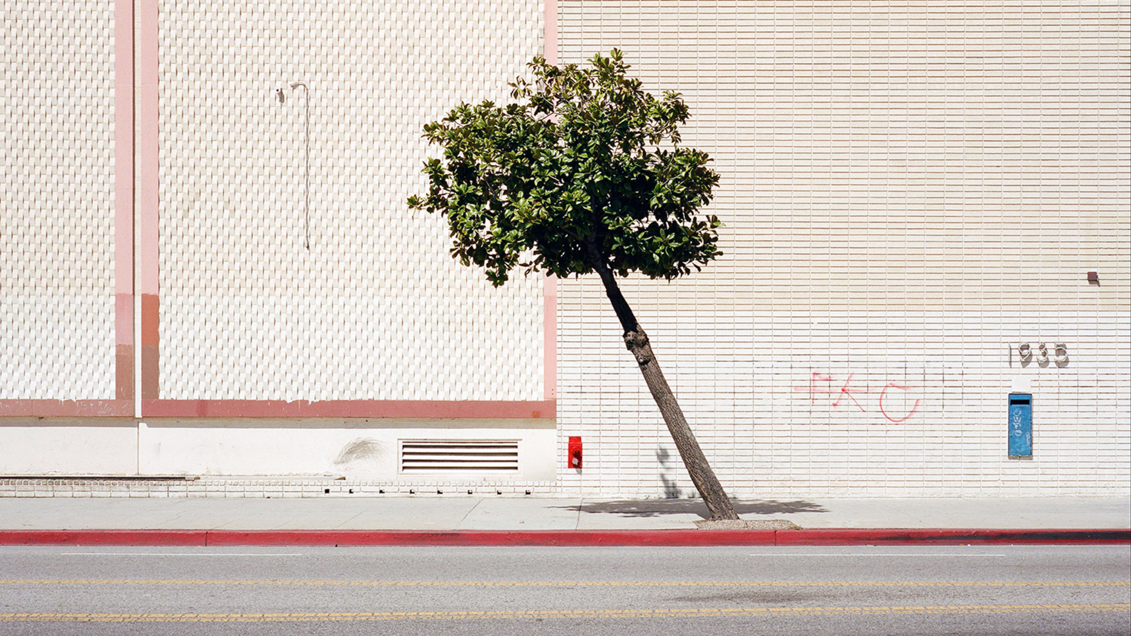 These photos of trees surviving in cities are hopeful and heartbreaking