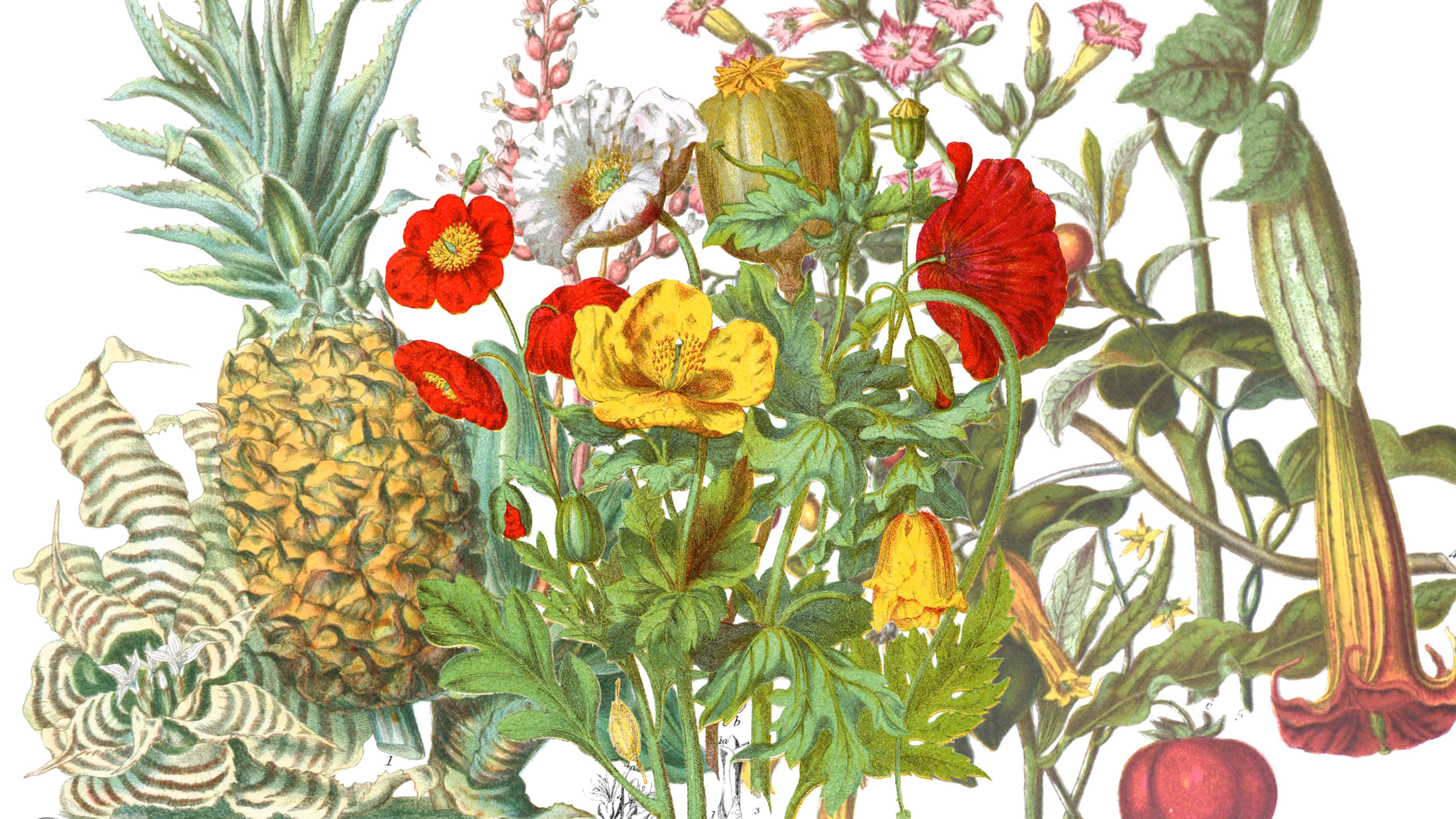 See the rare drawings of a 19th-century female botanist, remastered for the first time