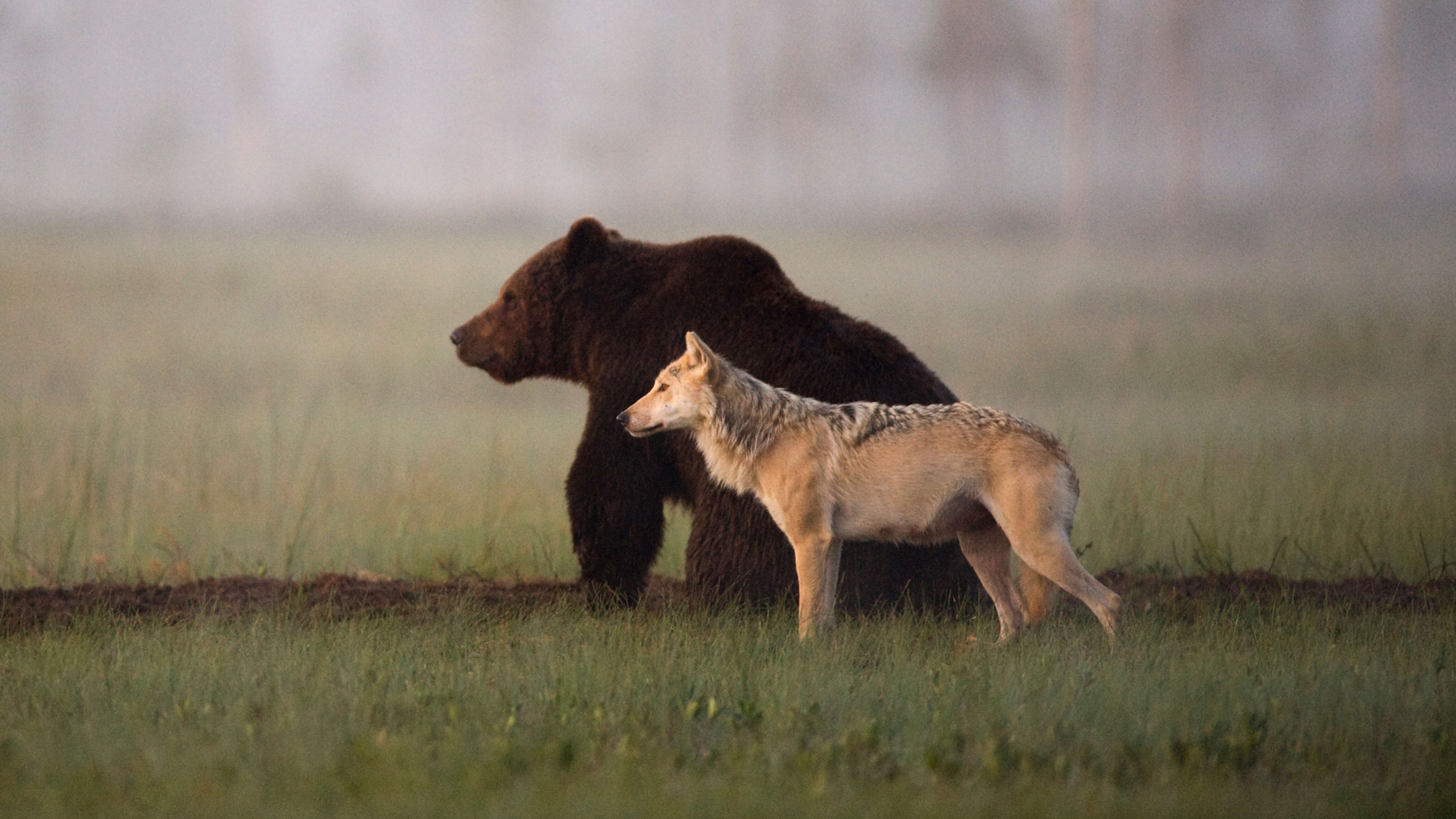 The rewilding: why wolves and bears are returning to Europe