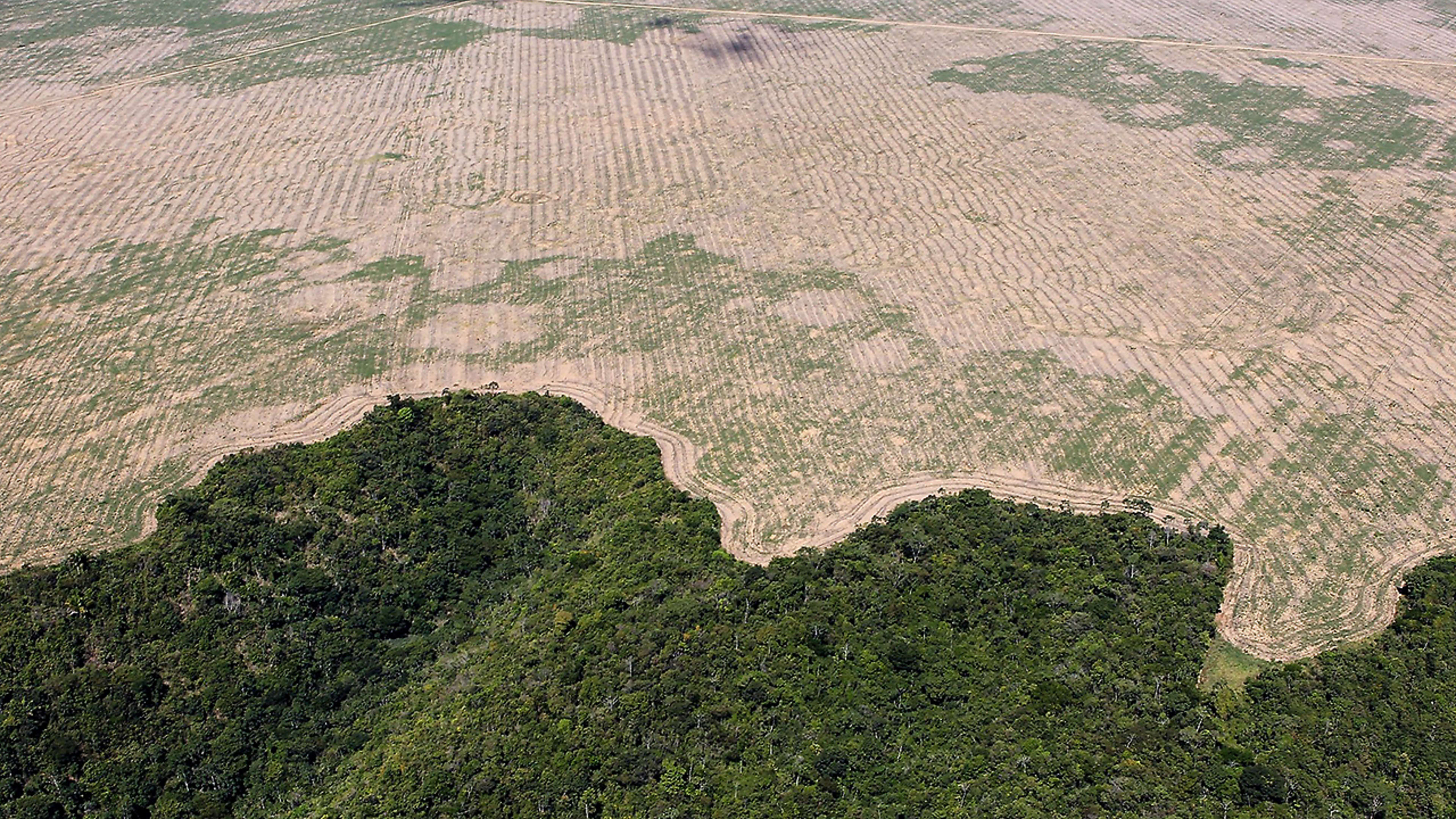 4 essential reads on Brazil’s vanishing Amazon rainforest