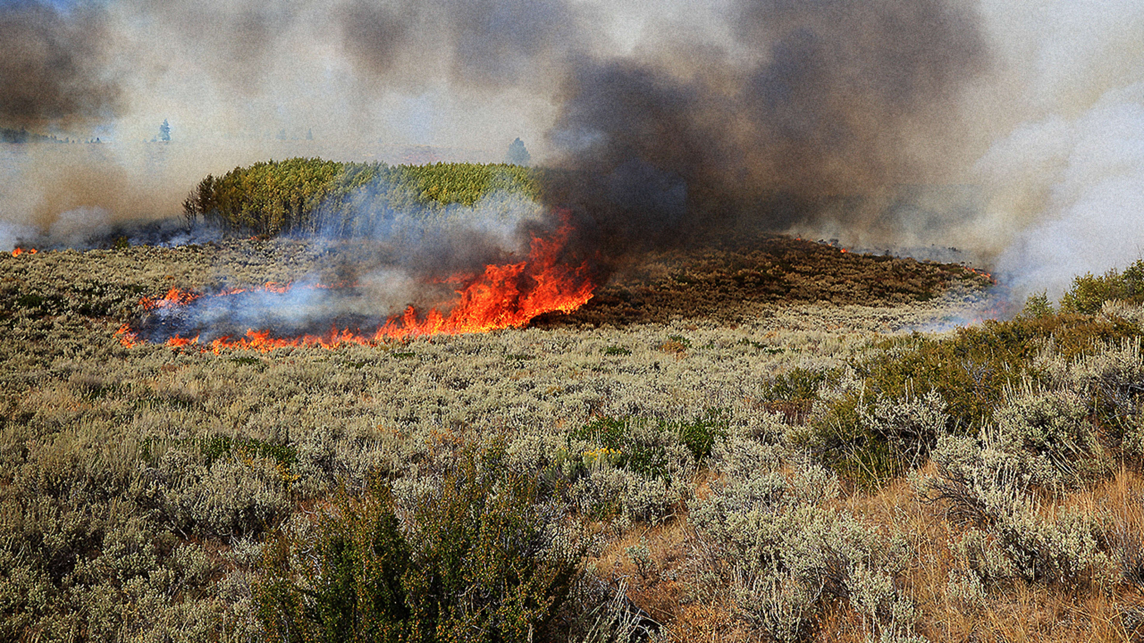 This new gel prevents plants from burning to stop wildfires