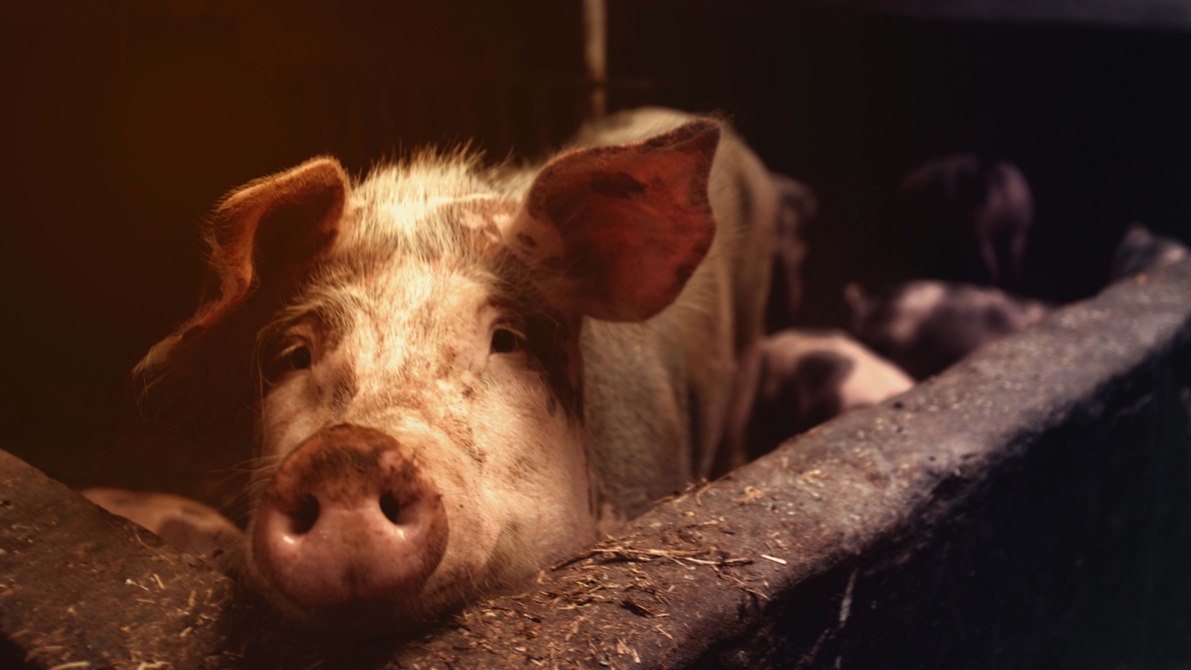 USDA lets pig farms self-regulate: What could possibly go wrong?
