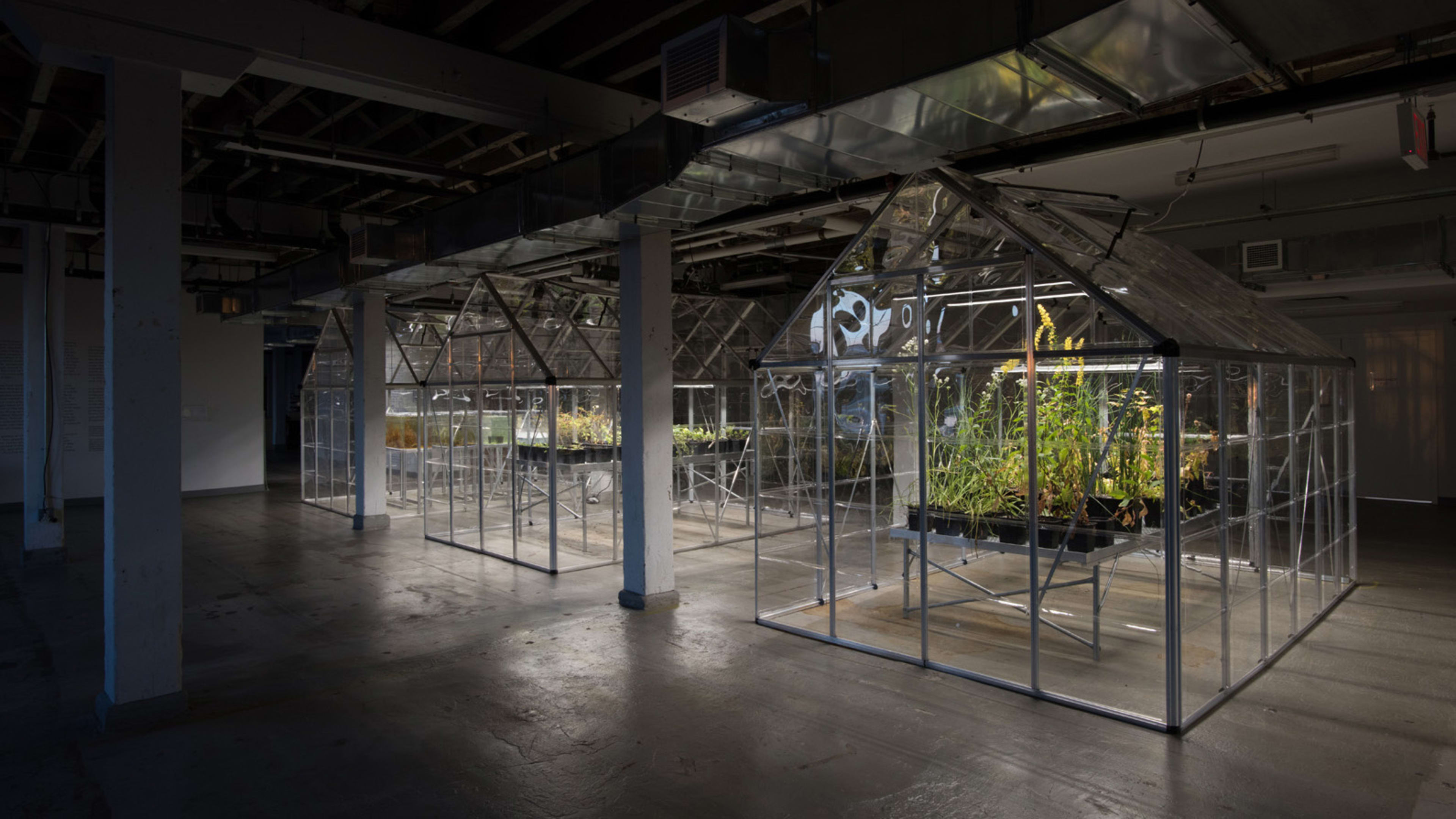 These plants went extinct in NYC. Now, an artist is reintroducing them