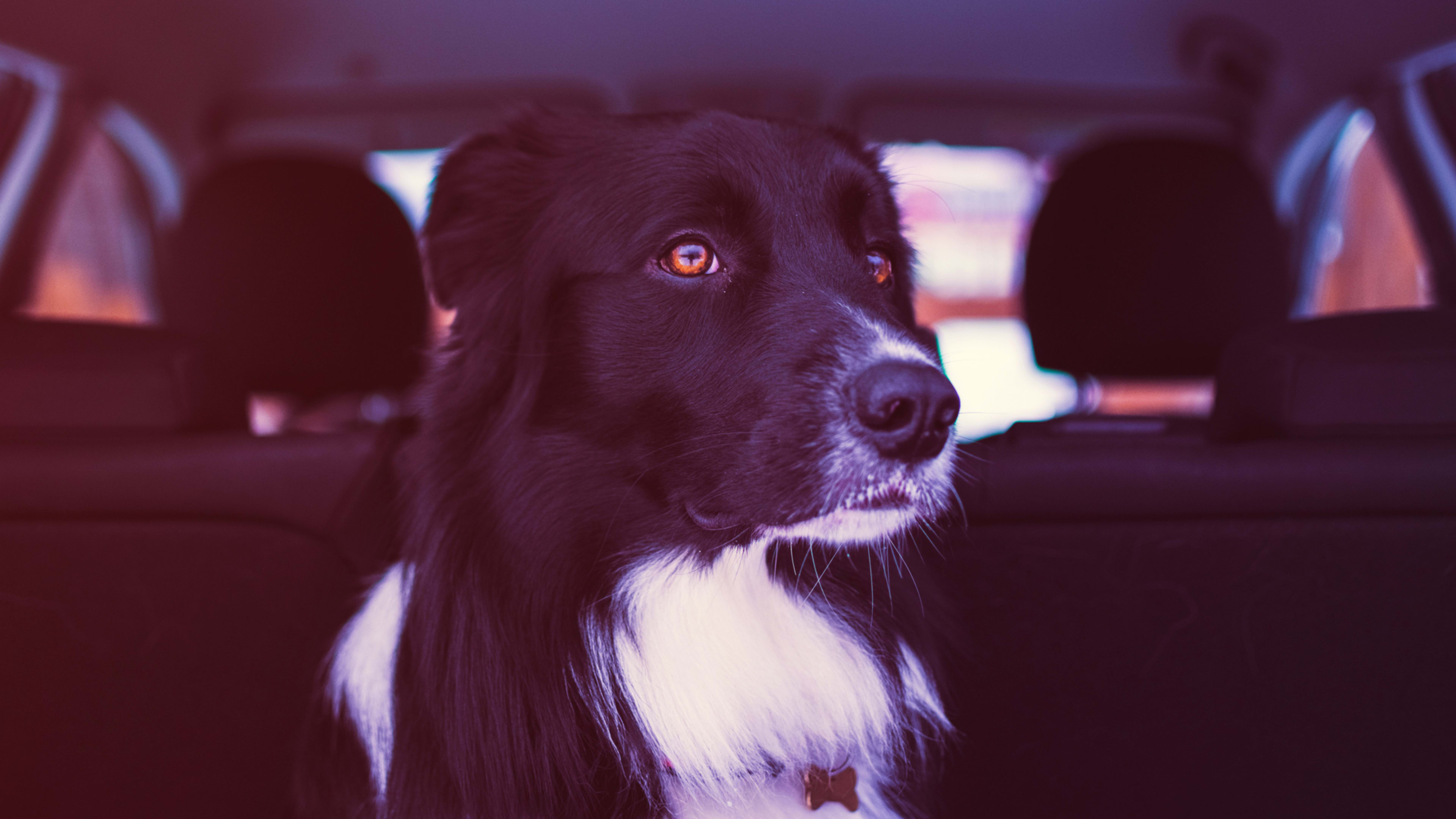 Uber finally throws dog owners a bone with a pet ride-hailing option in some cities