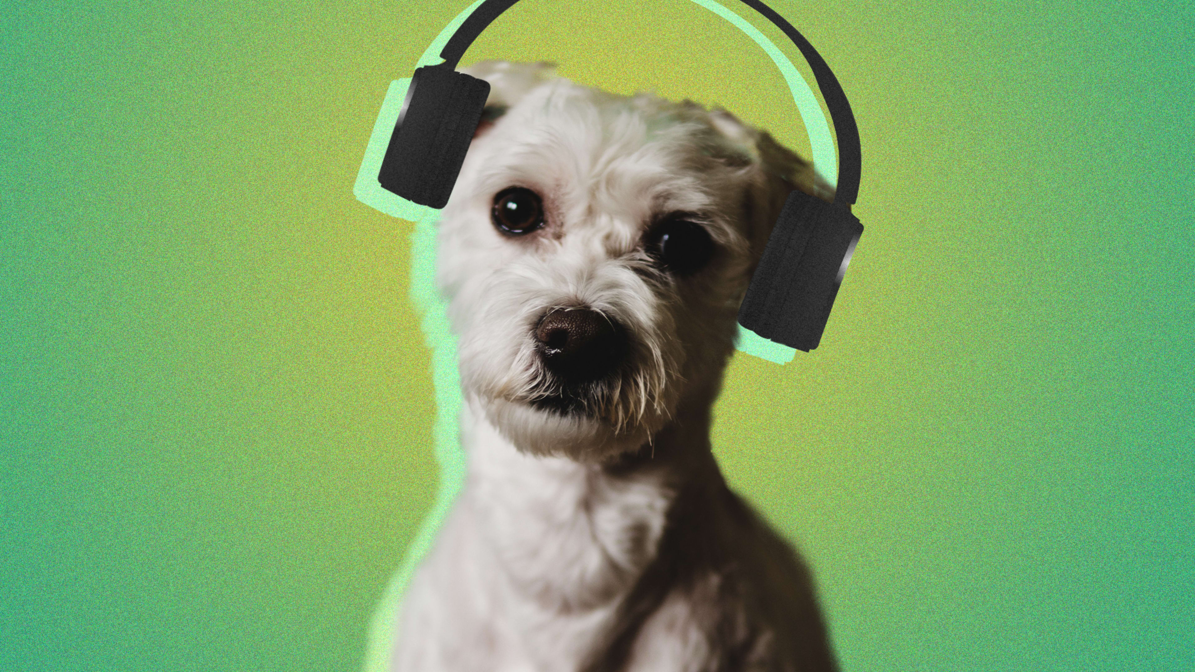 Spotify thinks it can generate a playlist your pet will love