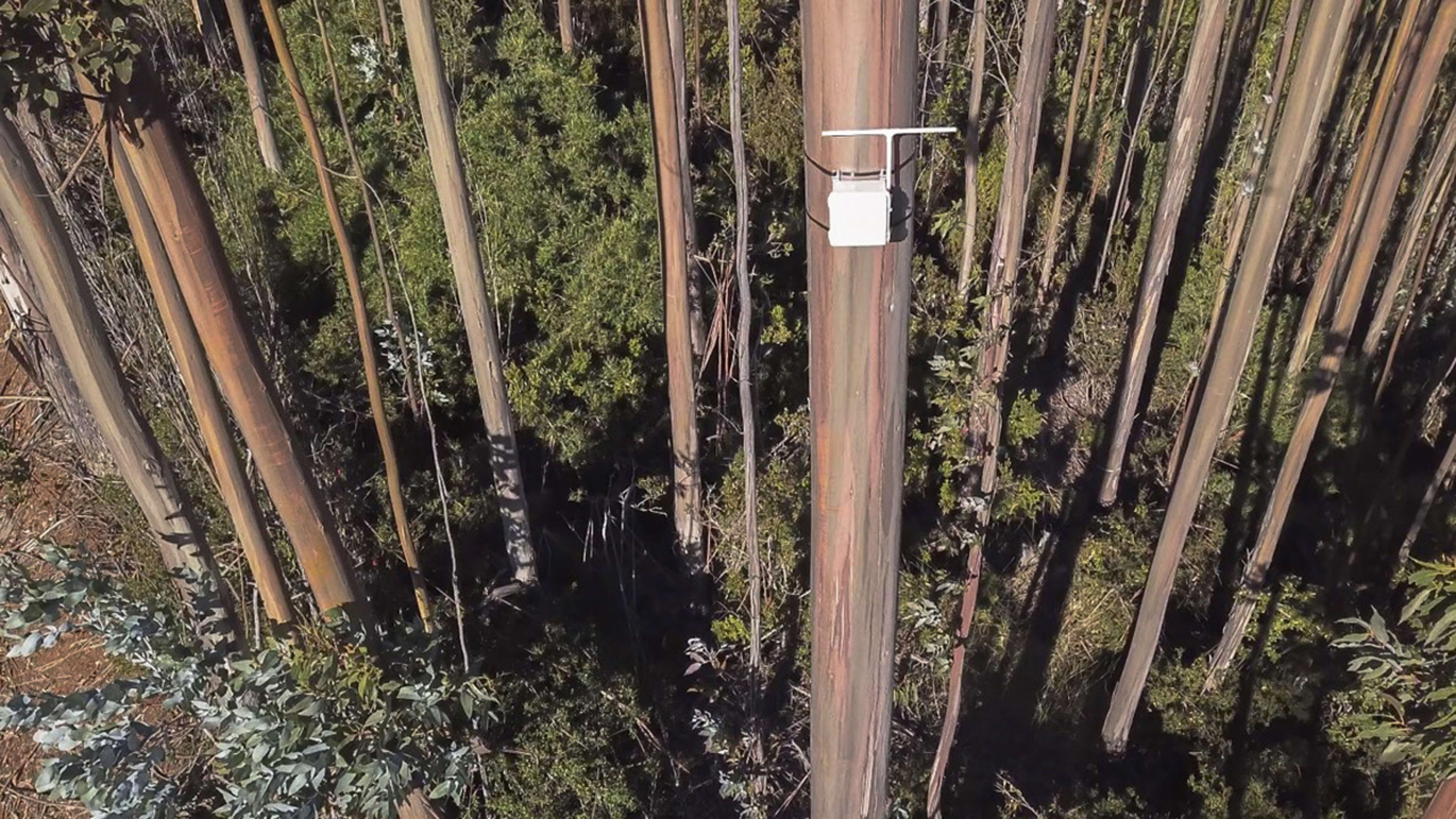 These “digital noses” in trees sniff the air for forest fires