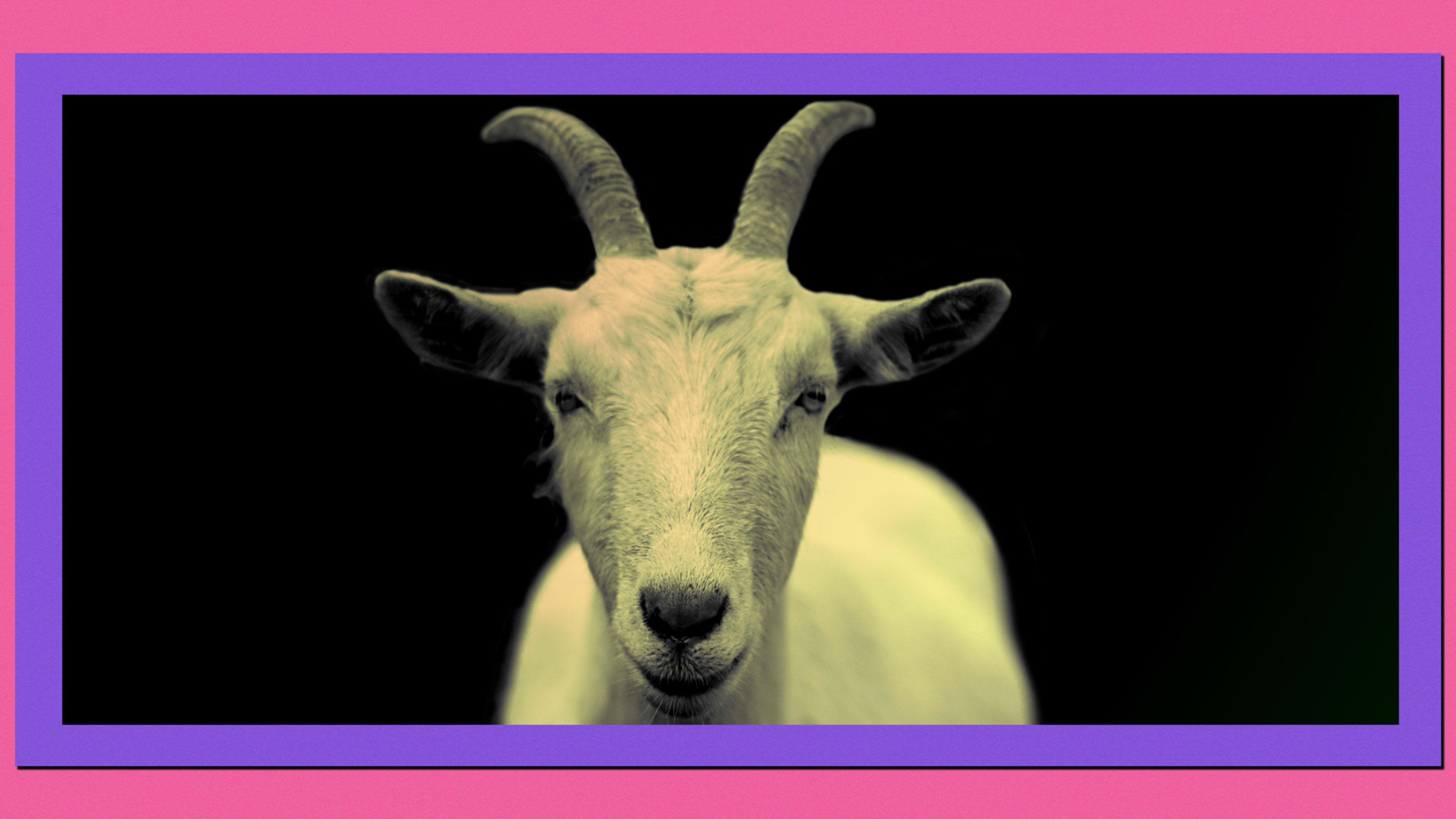 You can now book a goat to liven up your boring Zoom meeting (yes,seriously)