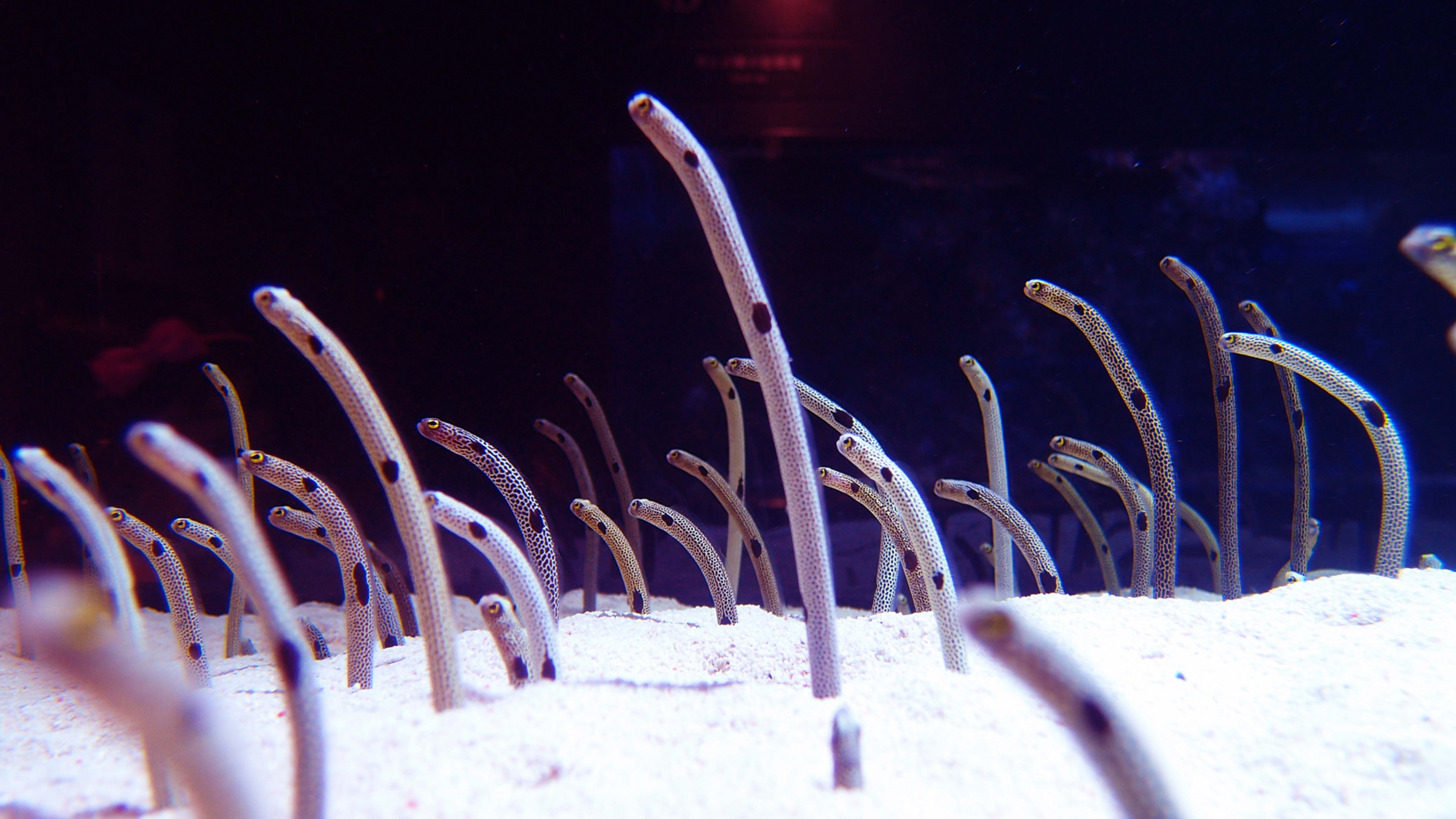 The lockdown has eels missing people too. This Tokyo aquarium wants you to FaceTime them