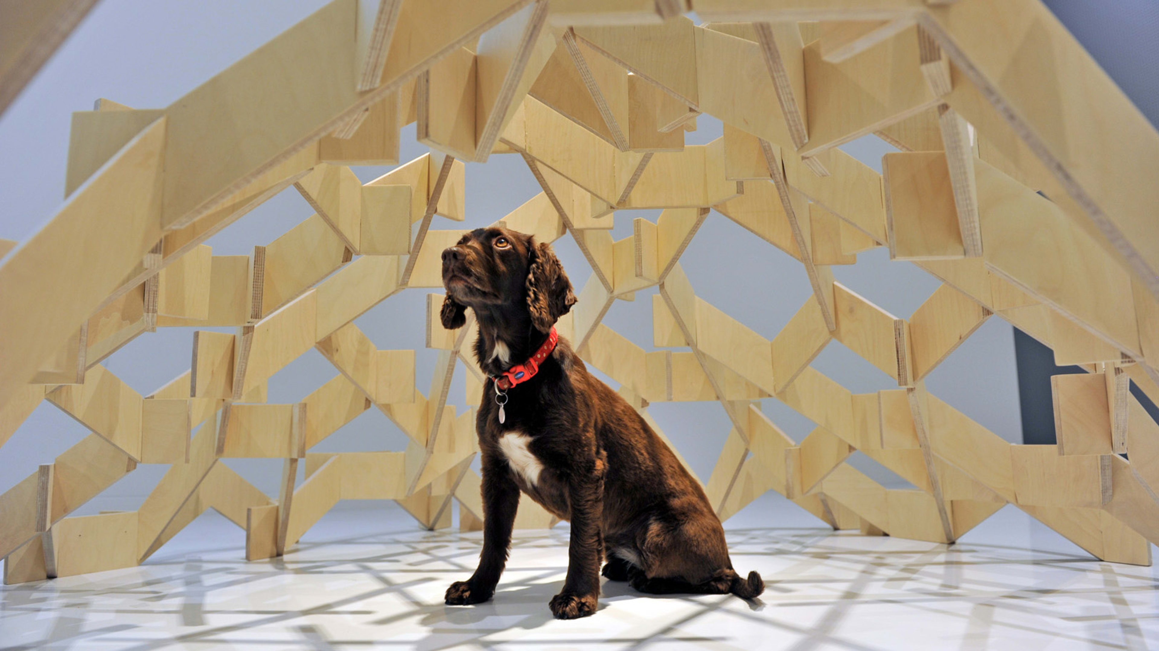 Your dog is ready for a change of scenery too. Here are 16 DIY designs to upgrade their home