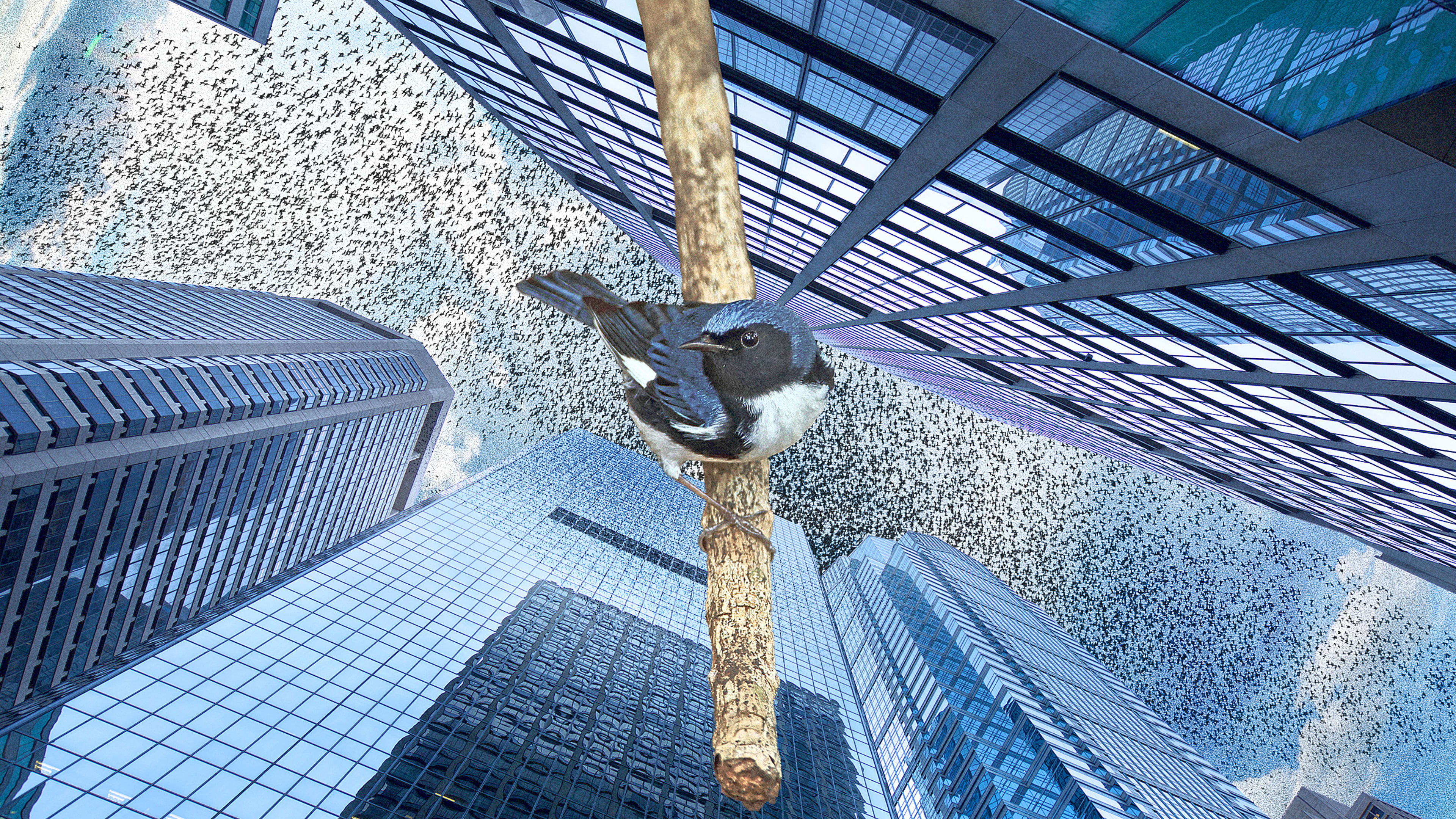 1,000 birds crashed into Philadelphia buildings overnight. No one knows why